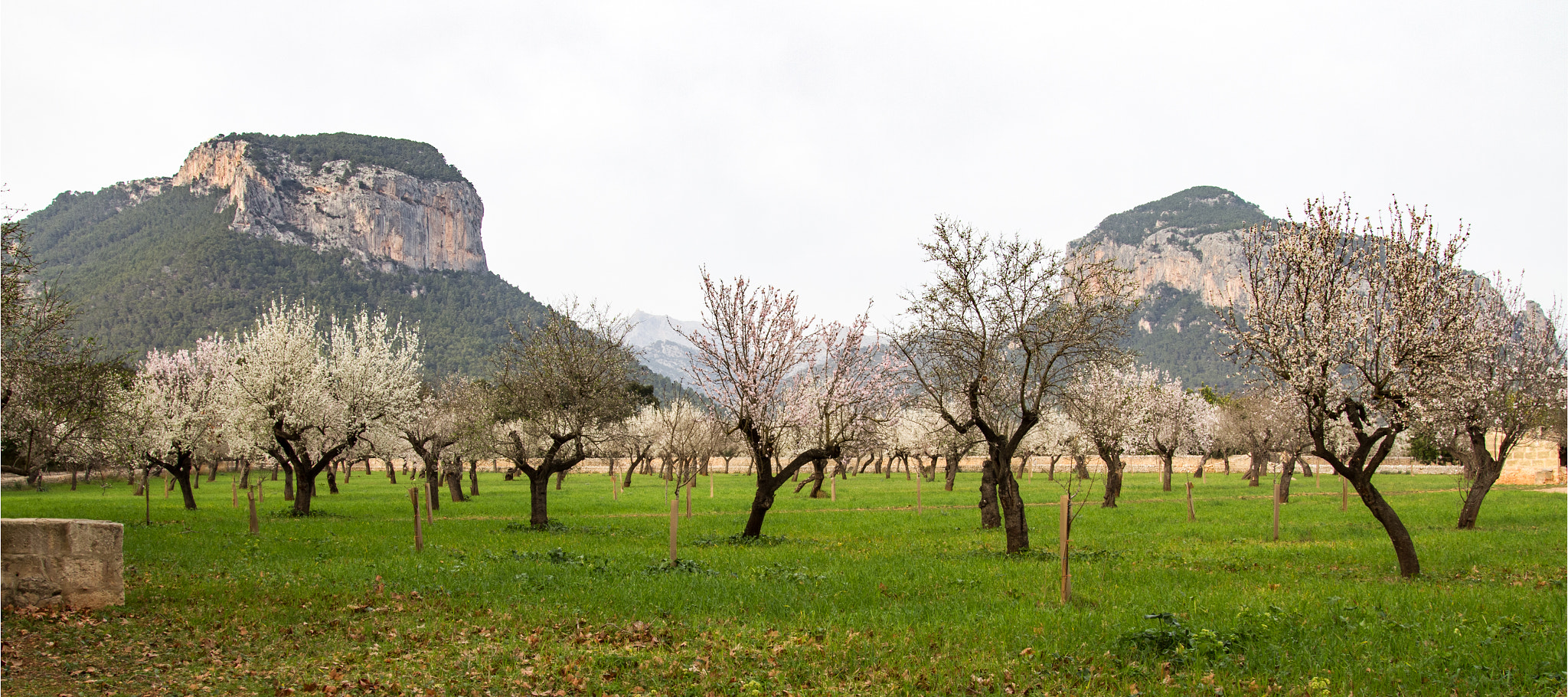 Sigma 24-105mm f/4 DG OS HSM | A sample photo. Almendro en flor - hdr photography