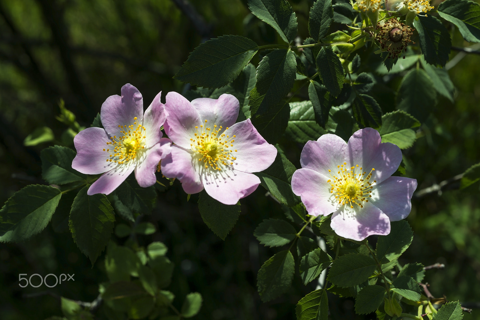 Nikon D800E + AF Micro-Nikkor 55mm f/2.8 sample photo. Yaban gülleri (wild roses) photography