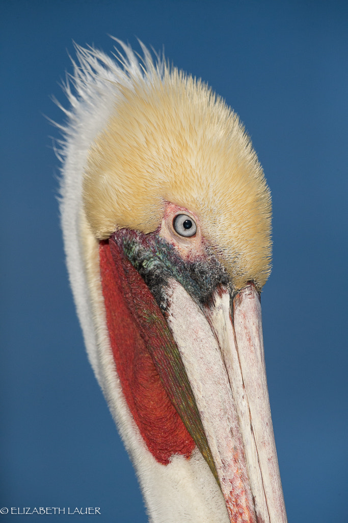 Canon EF 500mm F4L IS II USM sample photo. Pelican head shot photography