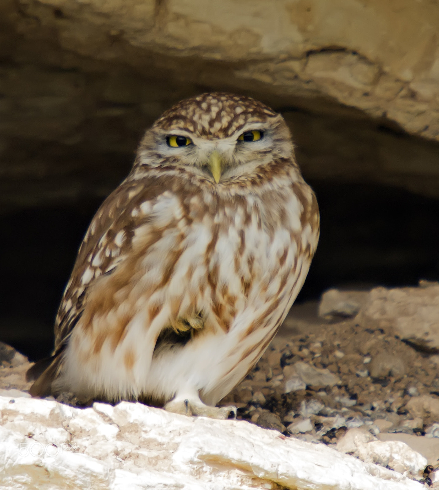 Sigma 50-500mm f/4-6.3 APO HSM EX sample photo. Little owl photography