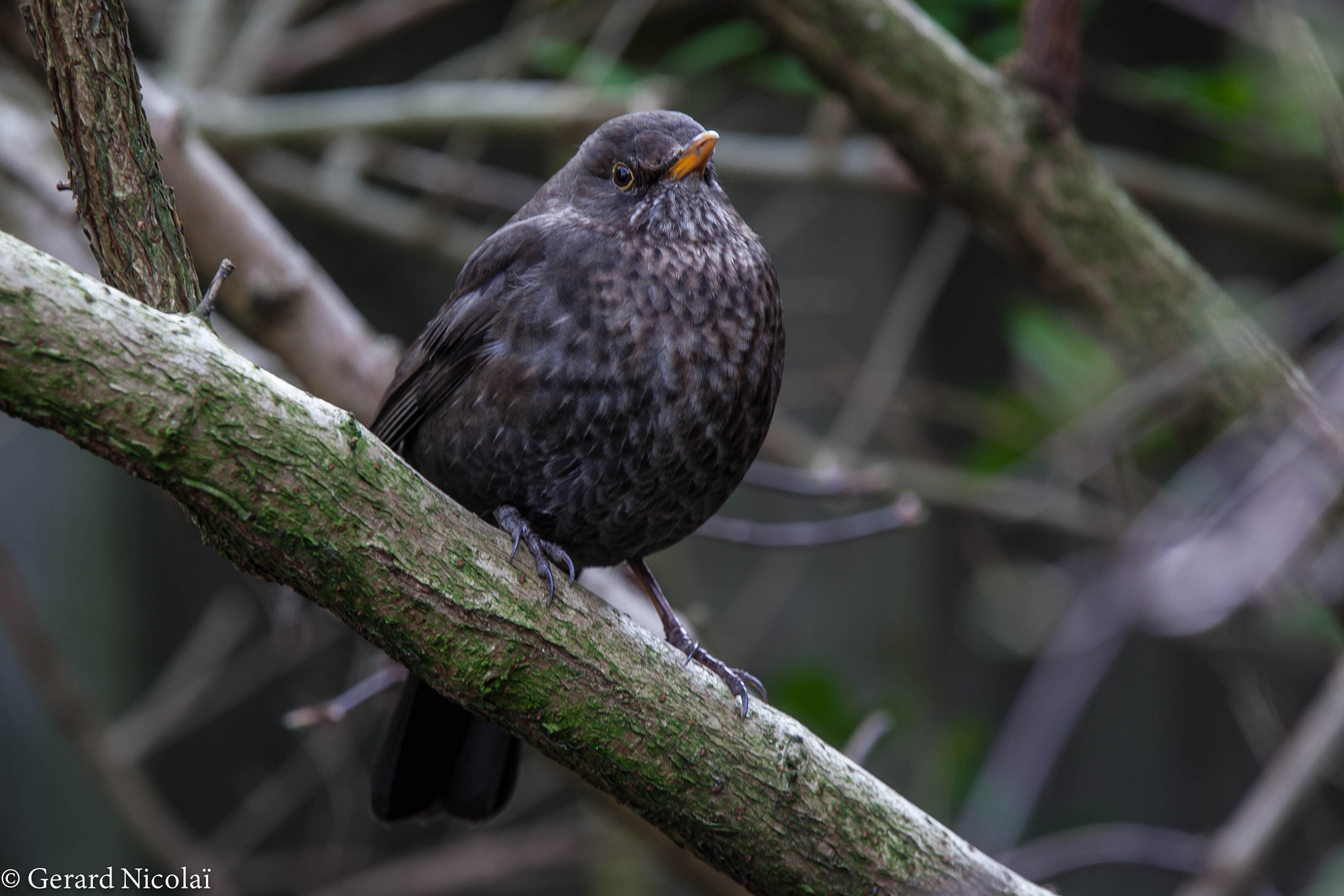 Canon EF 300mm F2.8L IS USM sample photo. Female blackbird photography