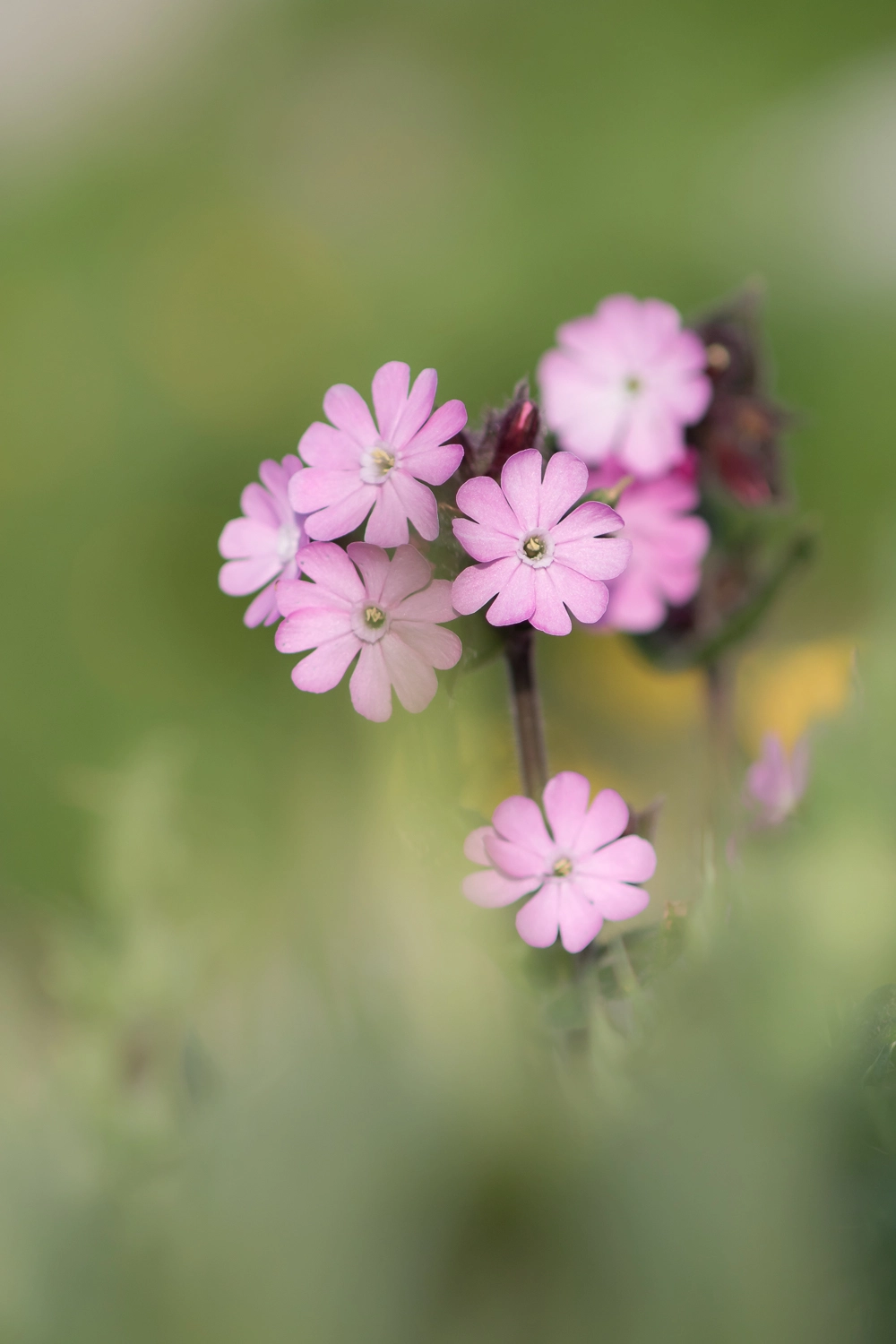 Canon EF 100mm F2.8 Macro USM sample photo. Primrose - primel photography