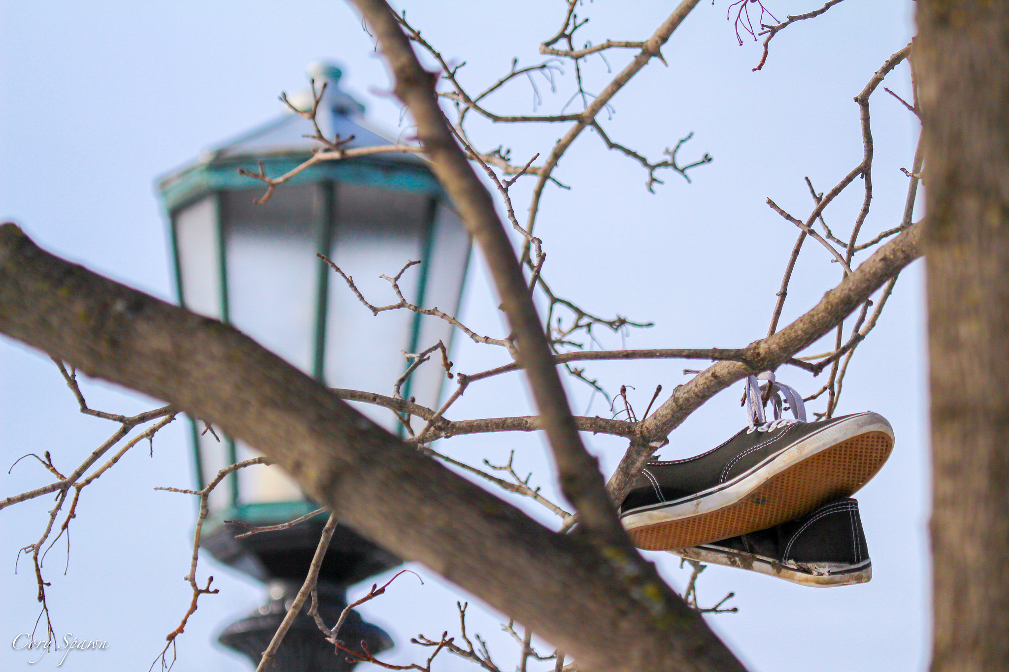Canon EF 100-400mm F4.5-5.6L IS USM sample photo. Shoes in tree photography