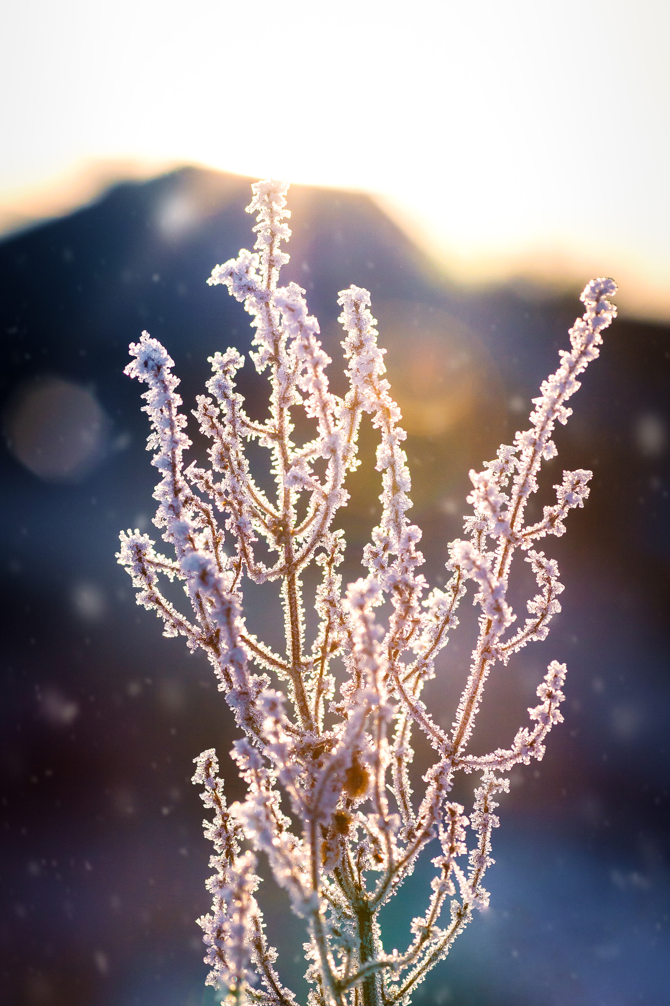 Sigma 70mm F2.8 EX DG Macro sample photo. Iced photography