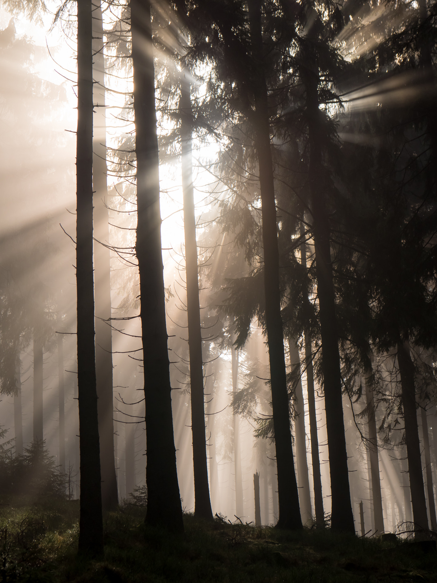 Panasonic Leica DG Nocticron 42.5mm F1.2 ASPH OIS sample photo. Forest sunbeam photography