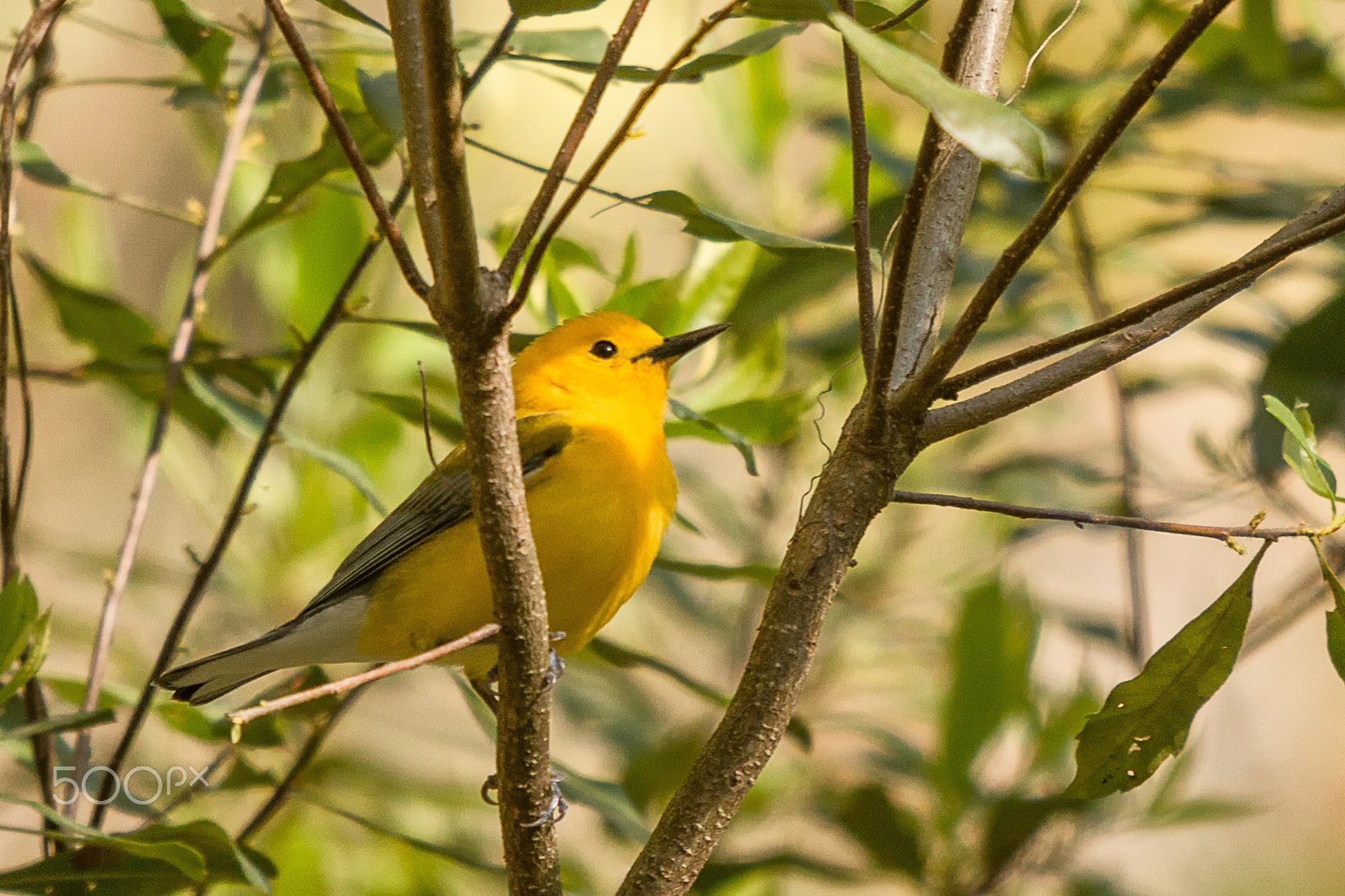 Sigma 50-500mm f/4-6.3 APO HSM EX sample photo. Prothonotary warbler in swamp photography