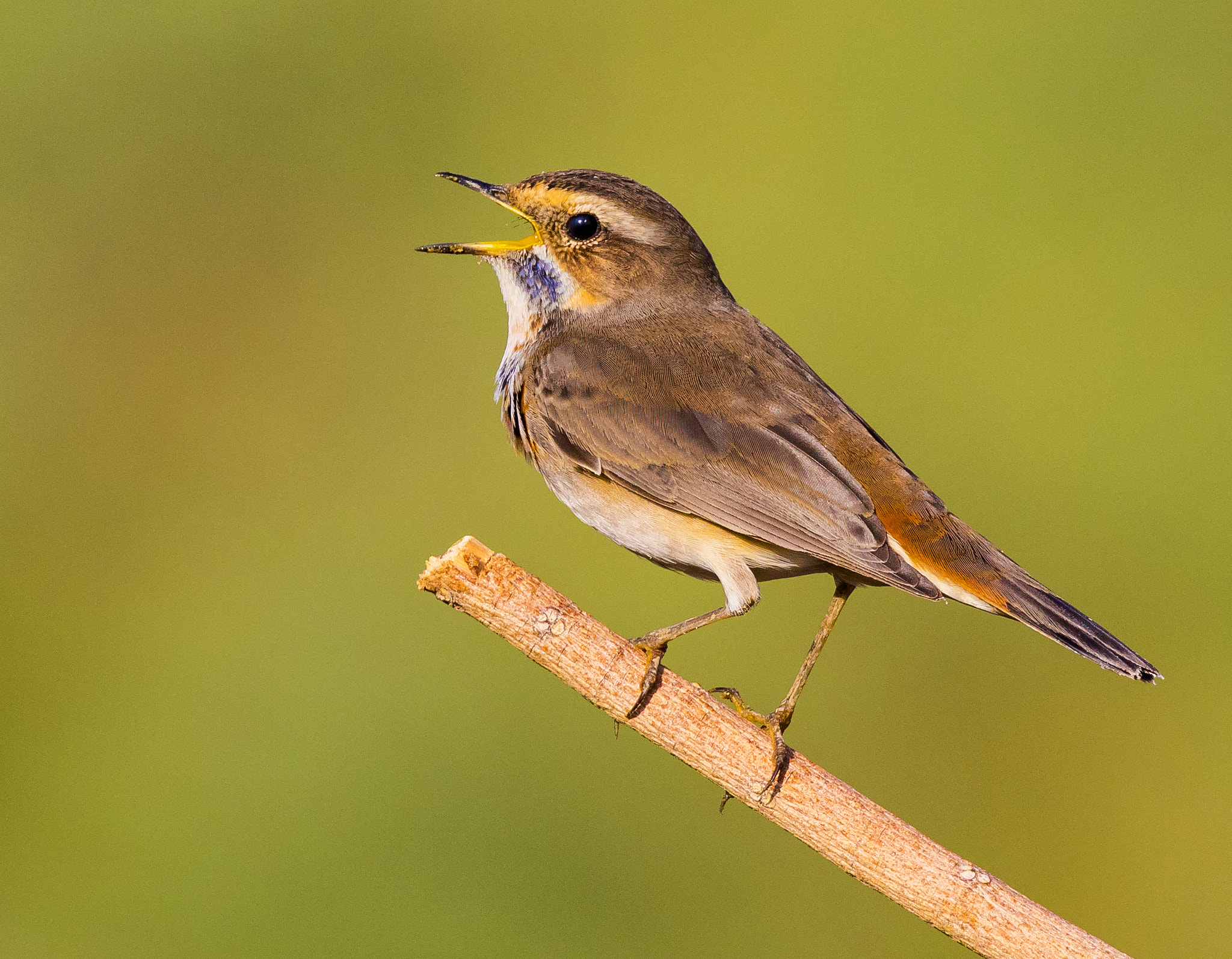 Canon EF 800mm F5.6L IS USM sample photo. Bluethroat photography