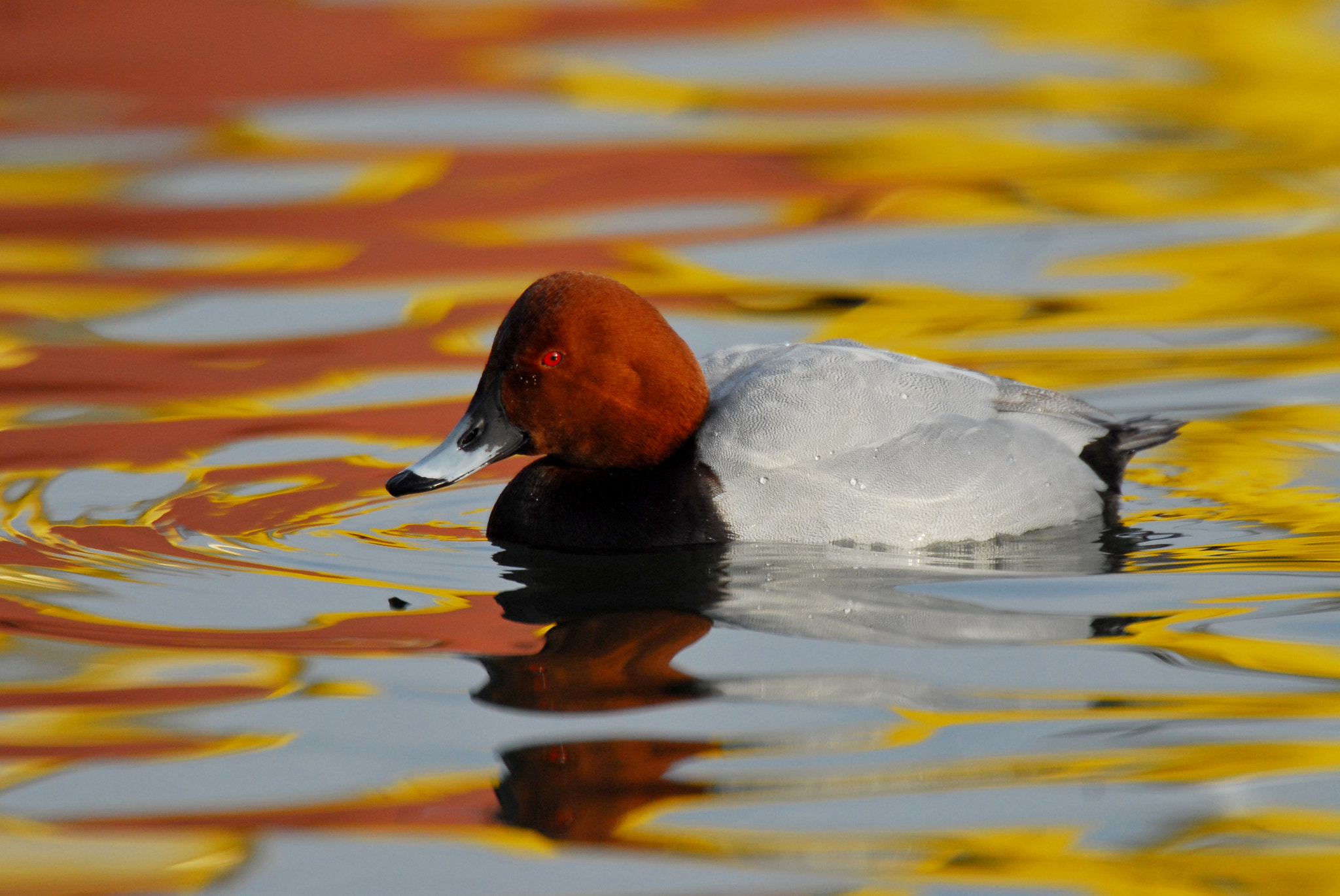 AF-S Nikkor 600mm f/4D IF-ED + TC-14E sample photo. Common pochard photography