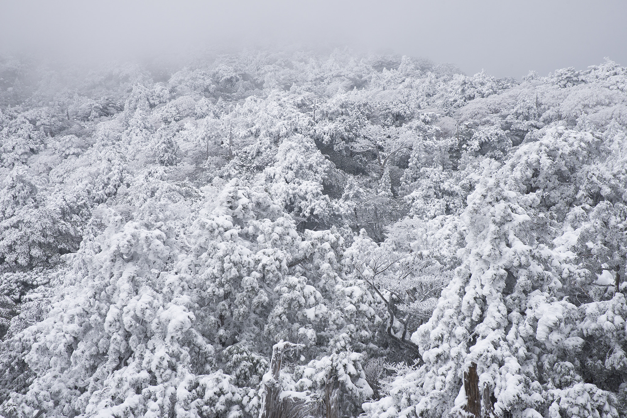 Nikon D600 sample photo. Winter forest photography