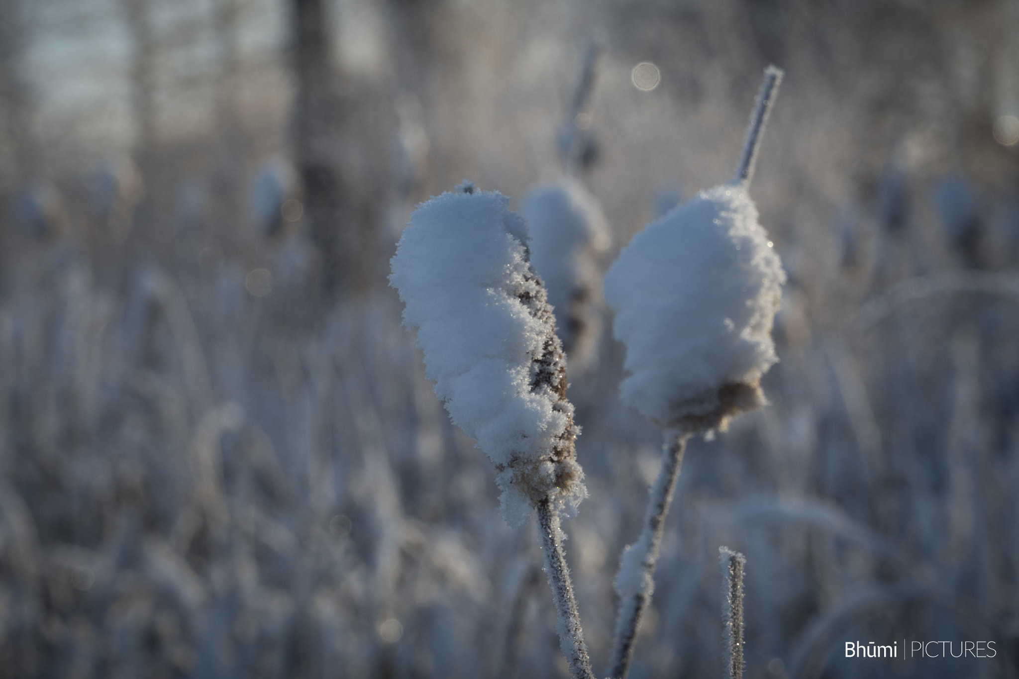 Panasonic Lumix DMC-GH4 + Olympus M.Zuiko Digital ED 40-150mm F2.8 Pro sample photo. Winter morning photography