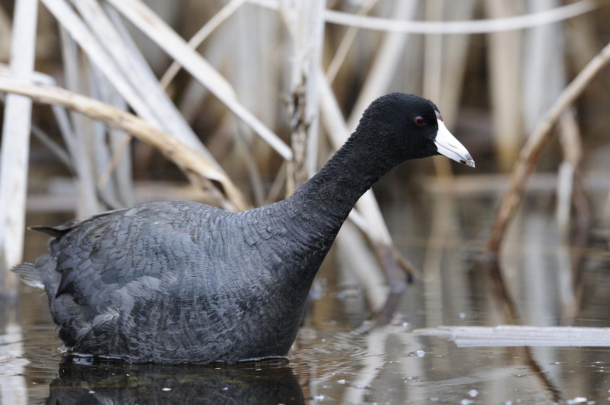 Nikon D300S + Nikon AF-S Nikkor 500mm F4G ED VR sample photo. Foulque d'amérique fulica americana american coot cld photography