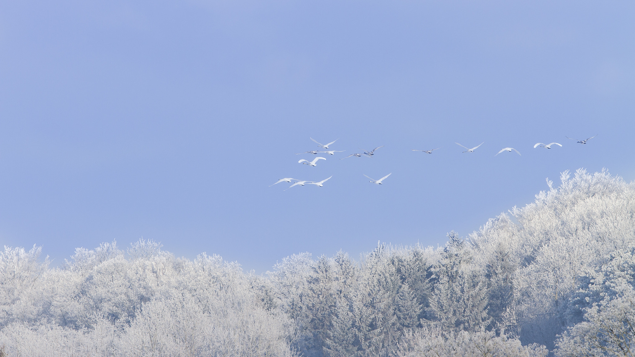 Canon EF 300mm F2.8L IS USM sample photo. Above the treetops photography