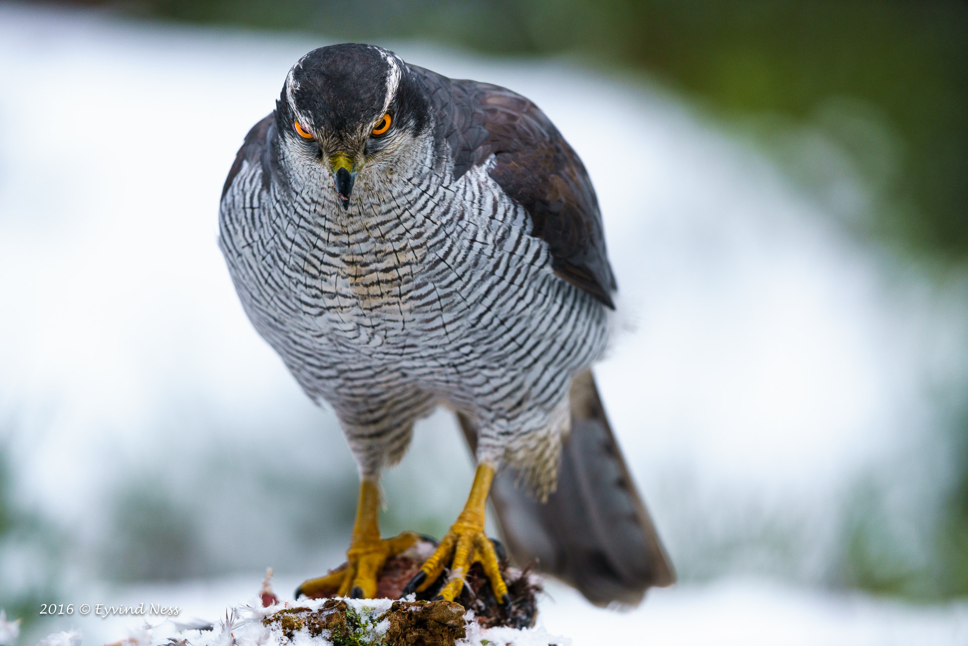 Canon EF 600mm F4L IS II USM sample photo. Goshawk with piercing eyes photography