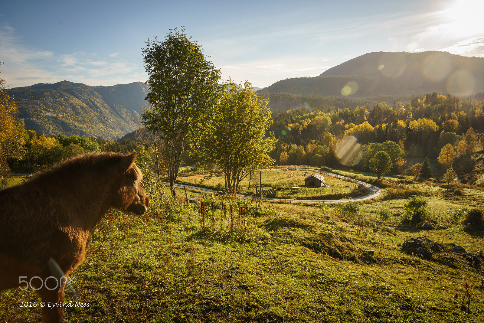 Canon EF 24-70mm F2.8L II USM sample photo. Horse enjoys autumn view photography