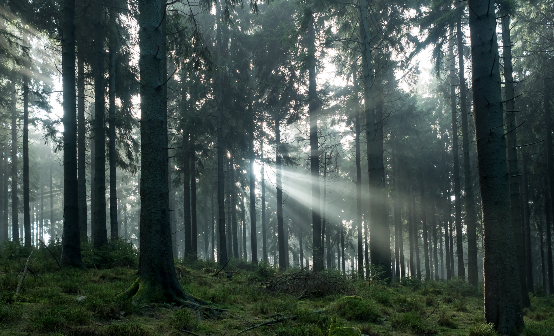 Panasonic Lumix DMC-GH4 + Olympus M.Zuiko Digital 17mm F1.8 sample photo. Green forest sunbeam photography