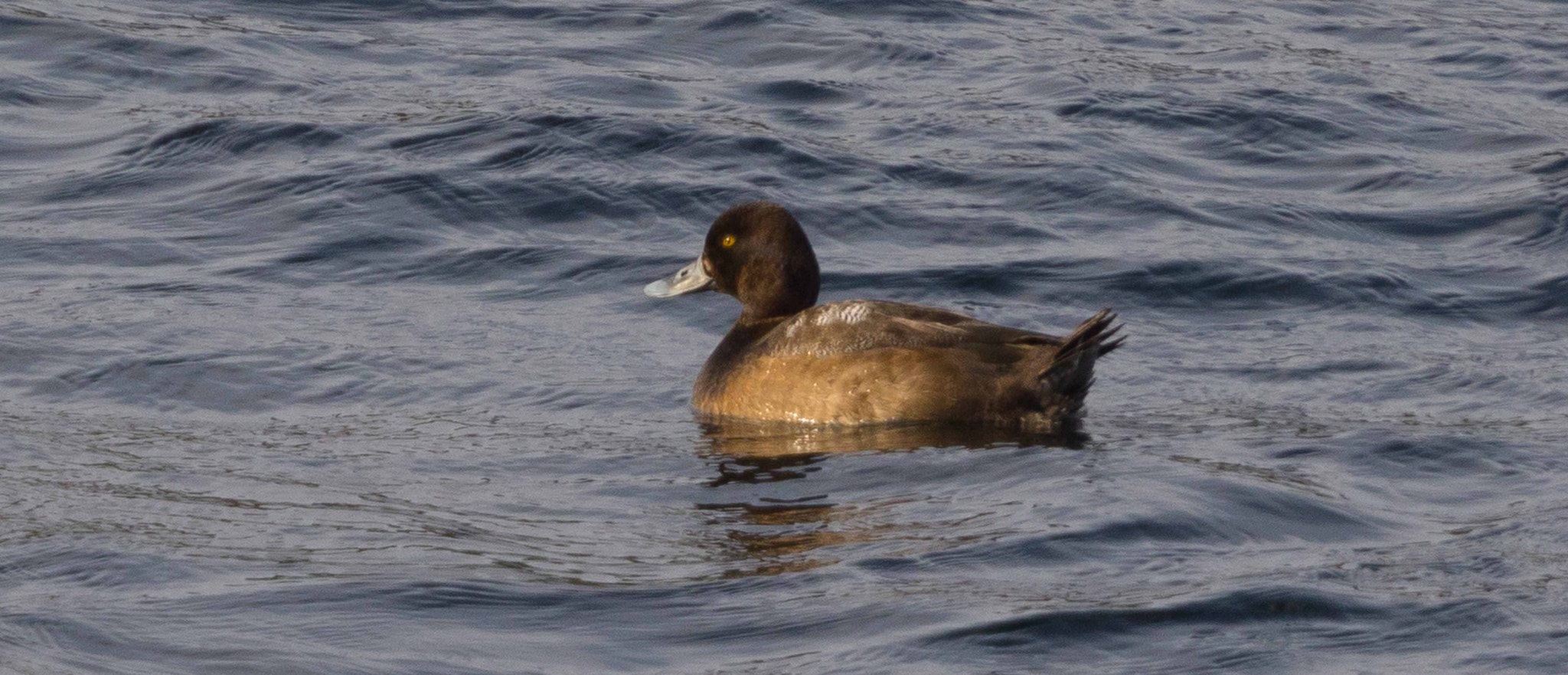 Canon EOS 7D Mark II + Canon EF 70-200mm F4L USM sample photo. The duck photography