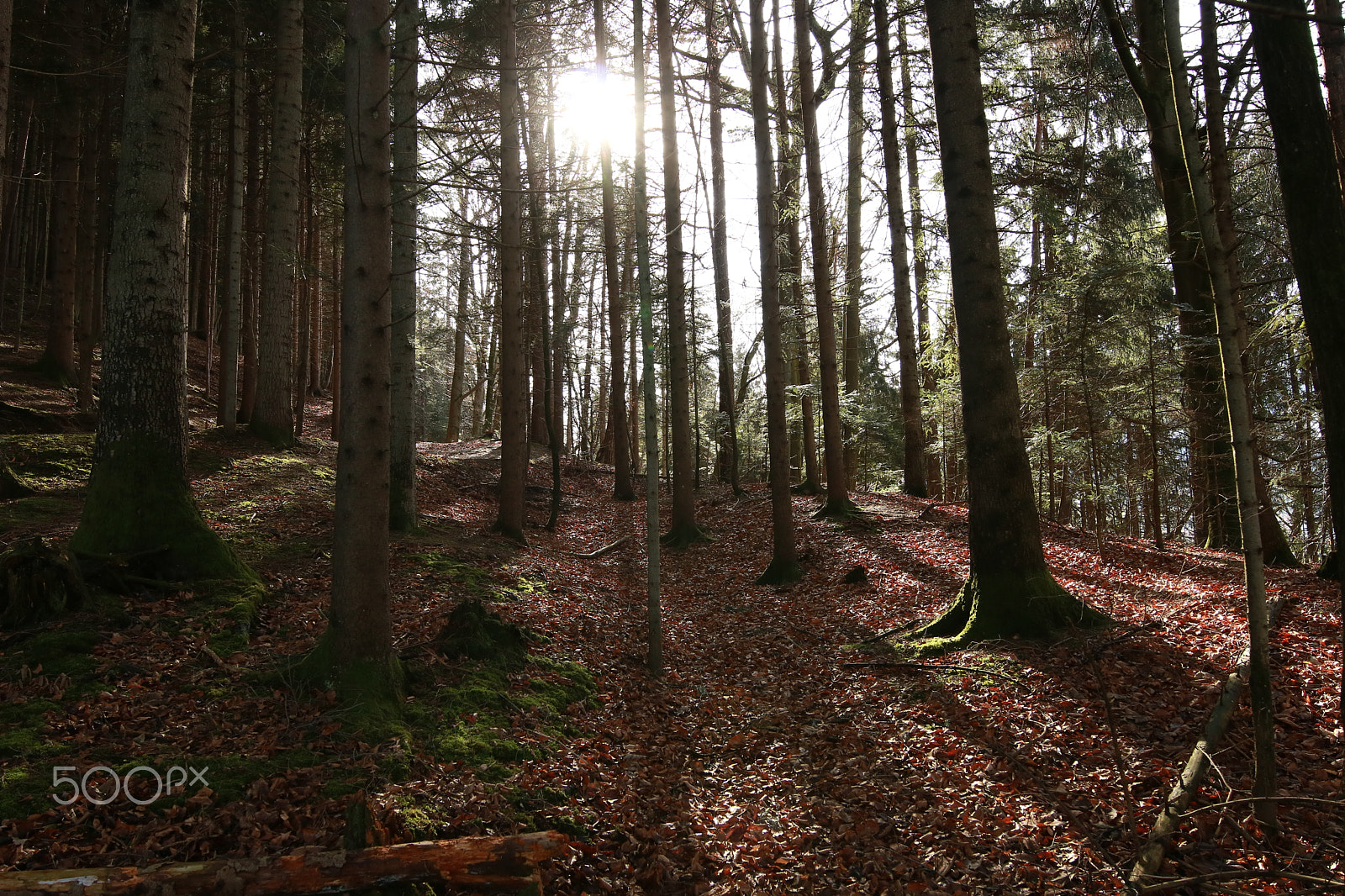 Canon EOS 750D (EOS Rebel T6i / EOS Kiss X8i) + Canon EF 300mm f/2.8L sample photo. In the wood1 photography