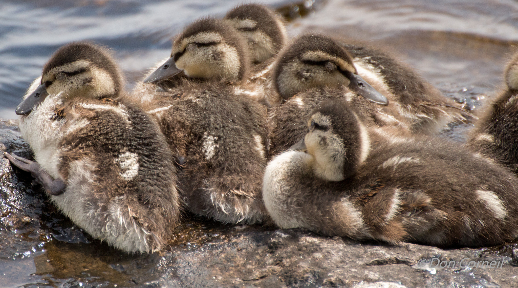 Canon EOS 650D (EOS Rebel T4i / EOS Kiss X6i) sample photo. Ducklings photography