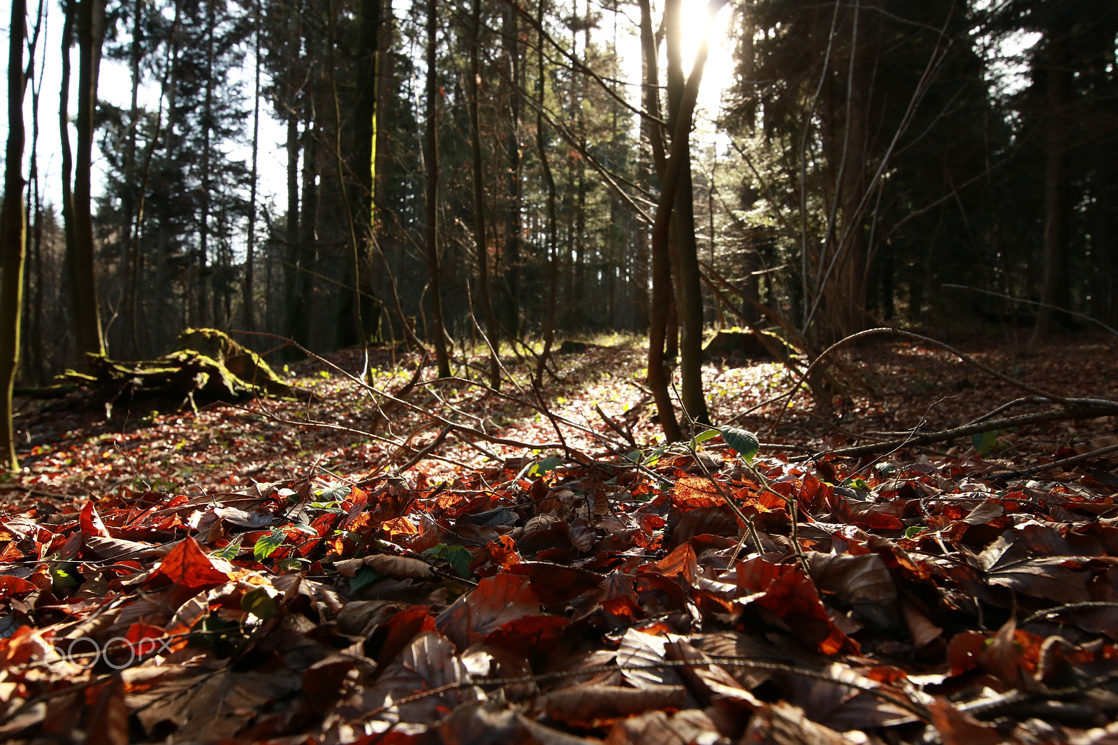 Canon EOS 750D (EOS Rebel T6i / EOS Kiss X8i) + Canon EF 300mm f/2.8L sample photo. In the wood2 photography