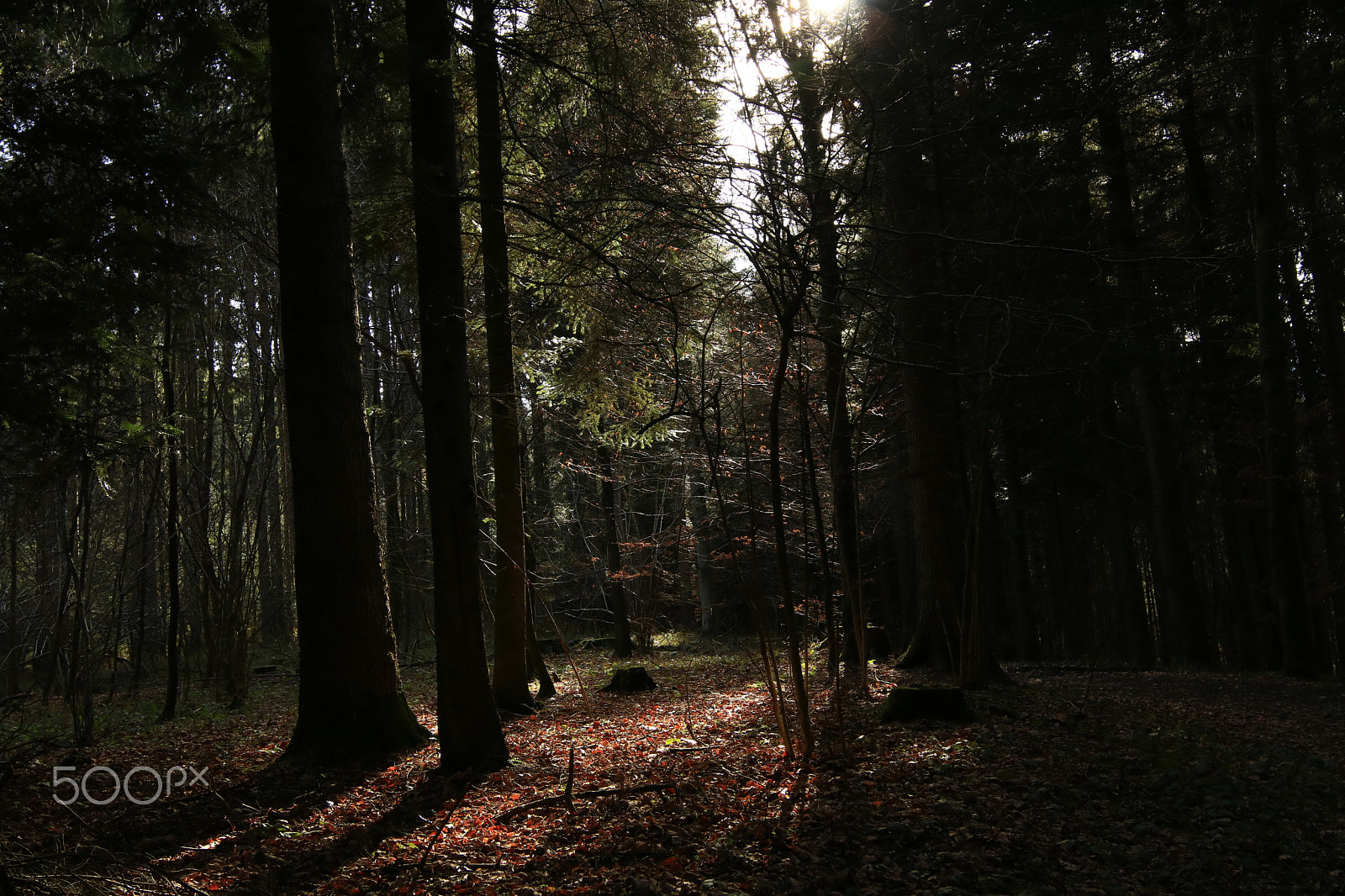 Canon EOS 750D (EOS Rebel T6i / EOS Kiss X8i) + Canon EF 300mm f/2.8L sample photo. In the wood3 photography