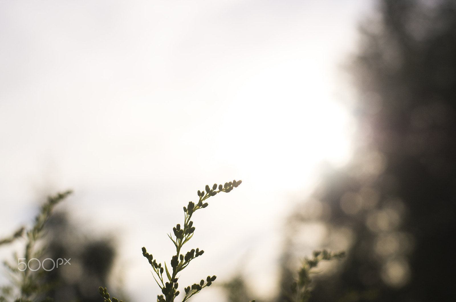 Pentax K-r + Pentax smc FA 50mm F1.4 sample photo. Grass photography