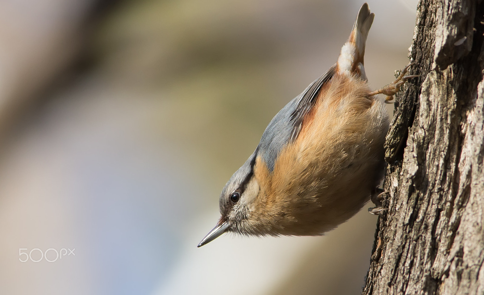 Canon EOS 6D + Canon EF 400mm F5.6L USM sample photo. Nuthatch (sitta europea) photography
