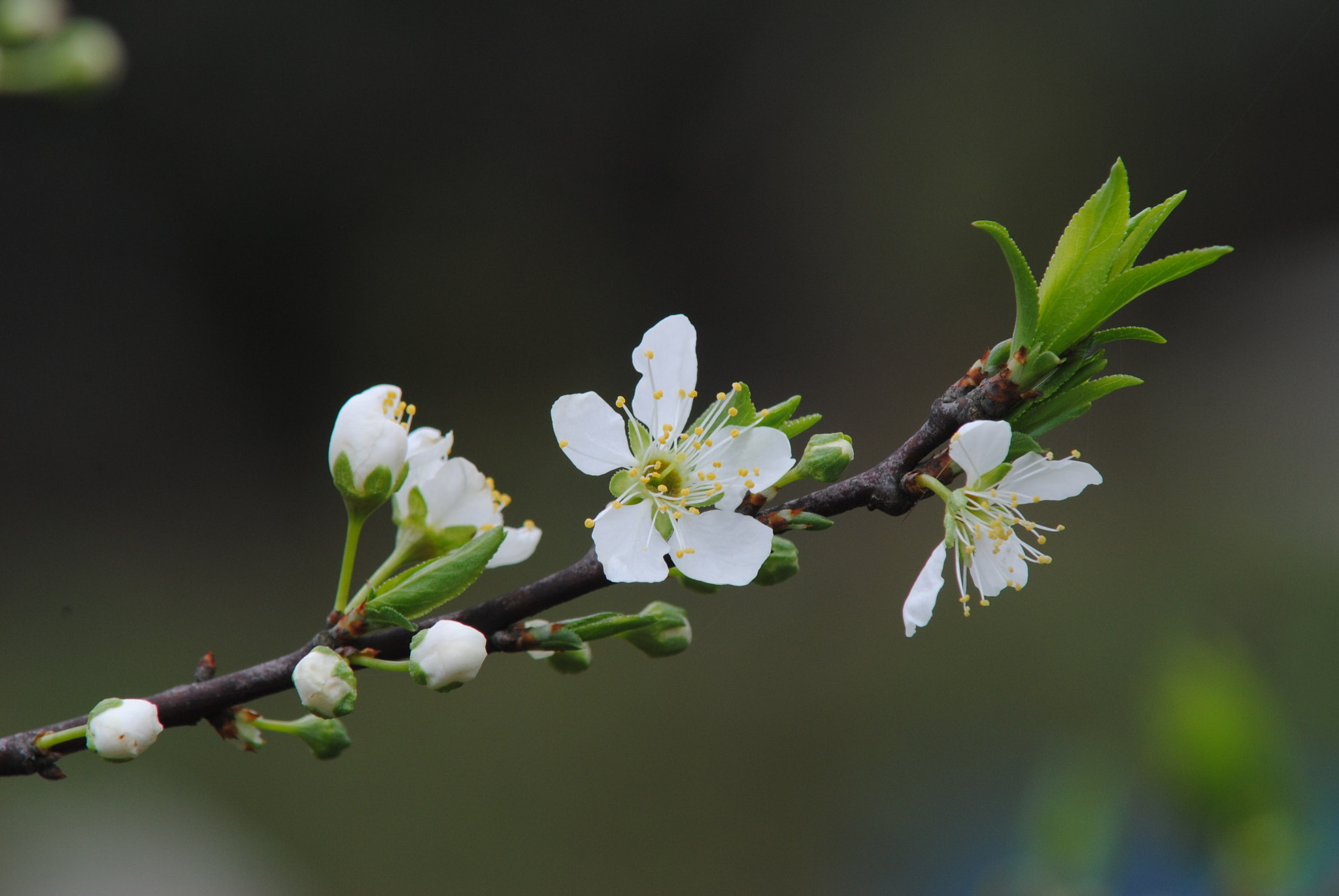 Nikon D3000 + AF Zoom-Nikkor 70-210mm f/4 sample photo. Plum flower photography