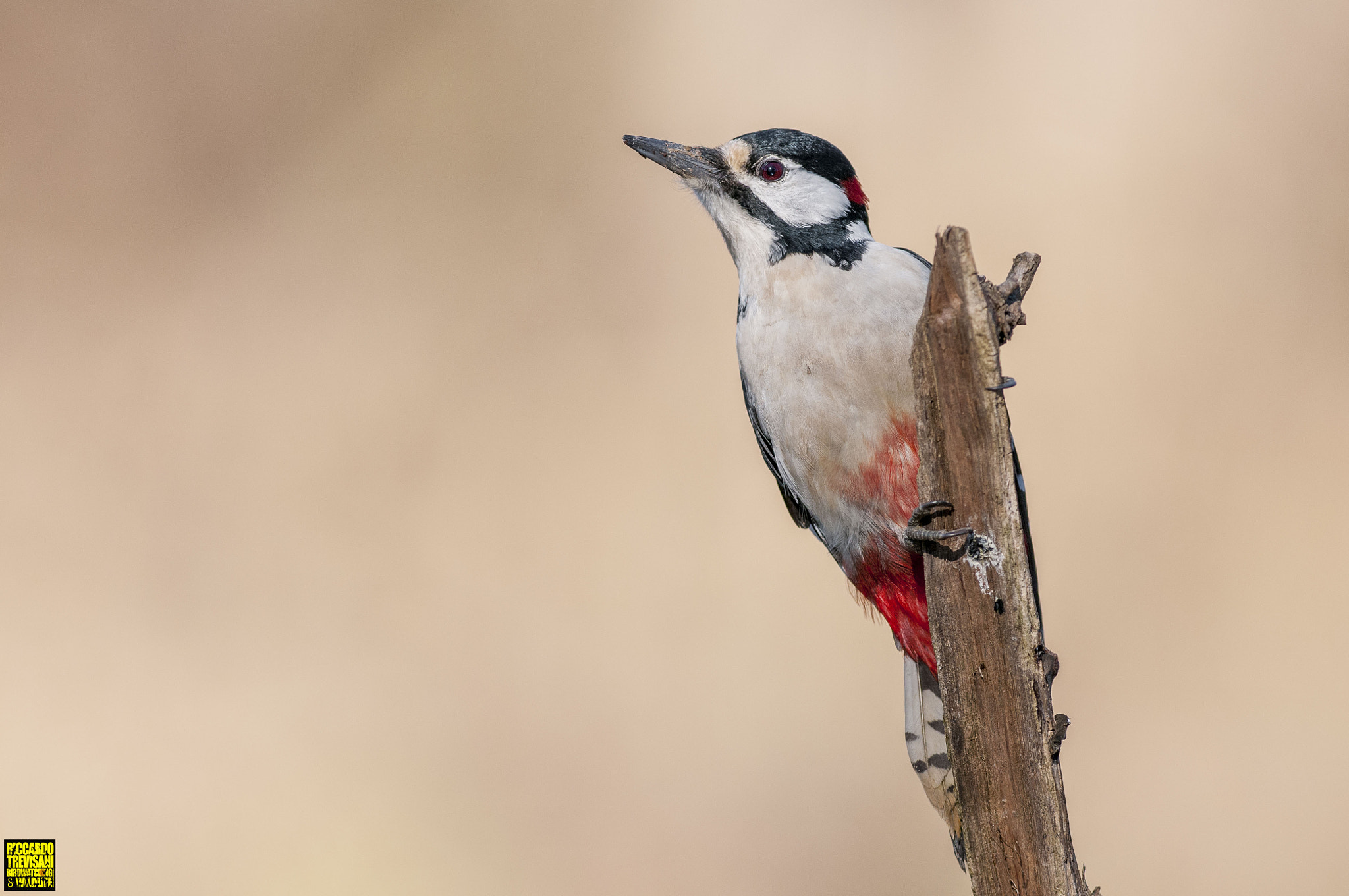 Nikon AF-S Nikkor 300mm F2.8G ED VR II sample photo. La vedetta photography
