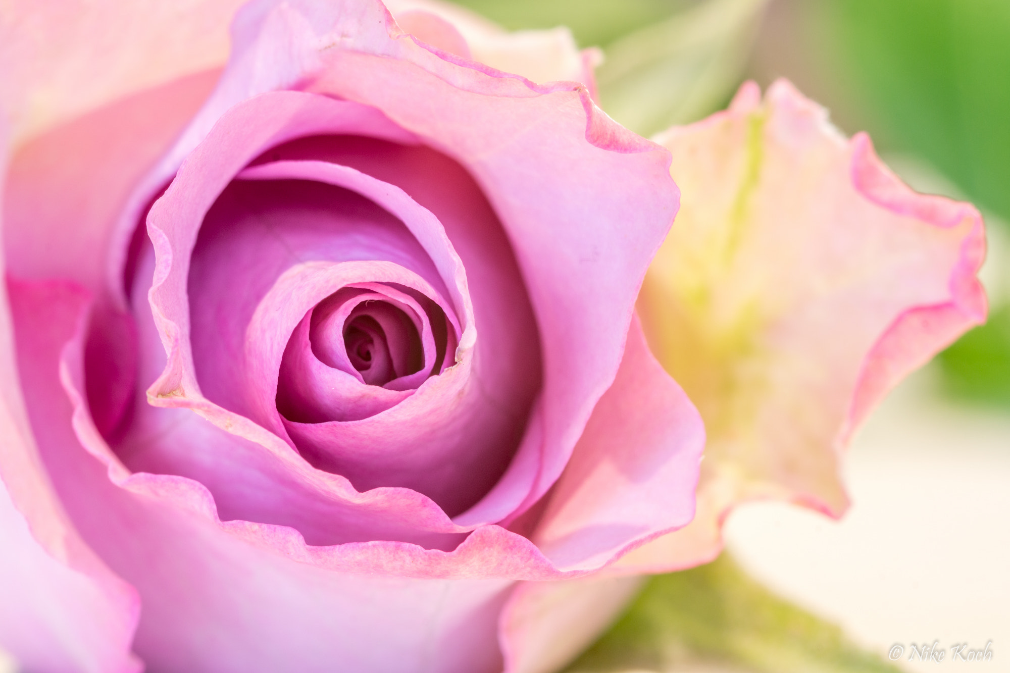 Sony SLT-A77 + Sigma 30mm F1.4 EX DC HSM sample photo. Purple pastel photography