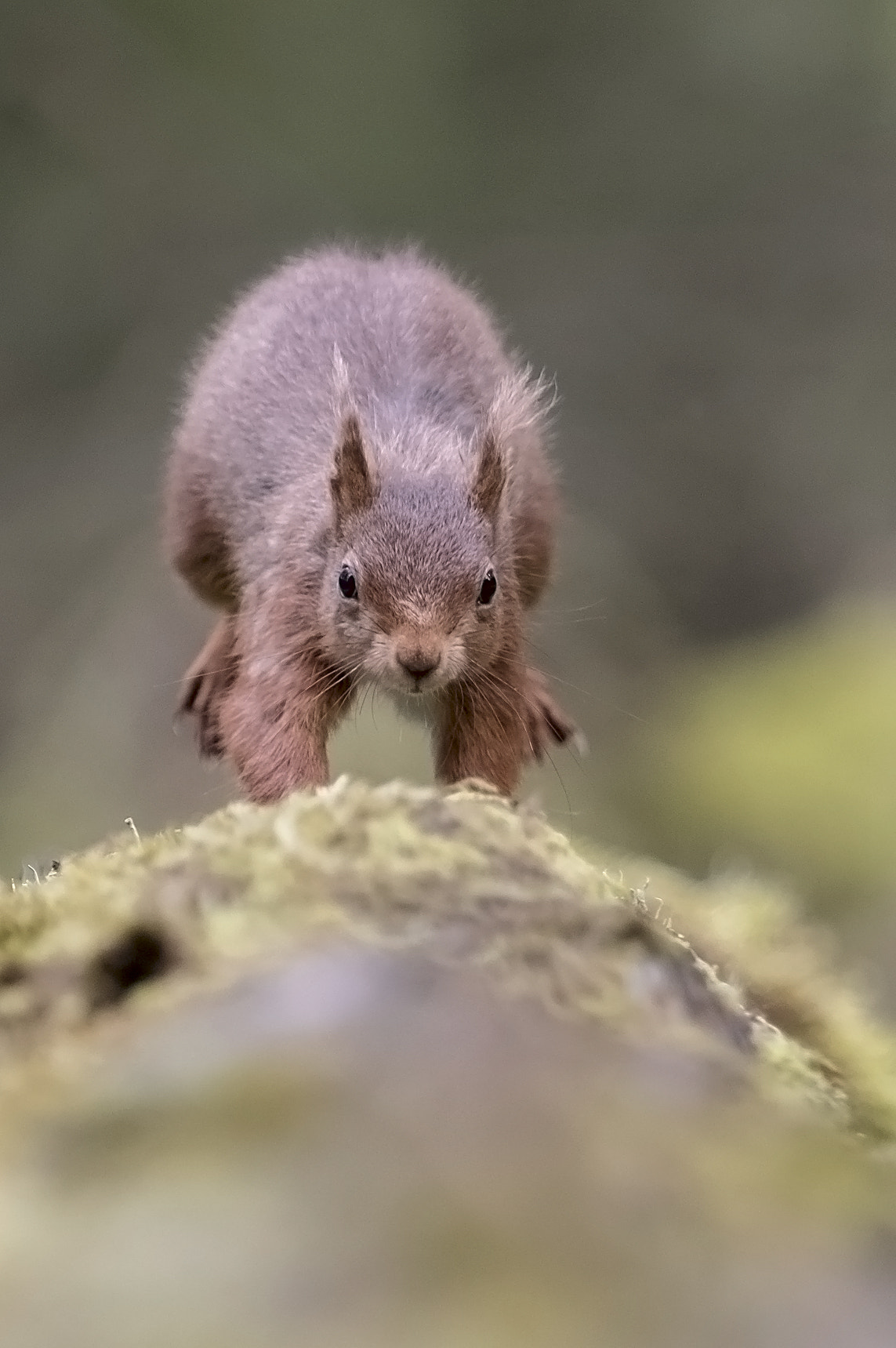 Canon EF 70-200mm F2.8L IS USM sample photo. Red squirrel head on photography
