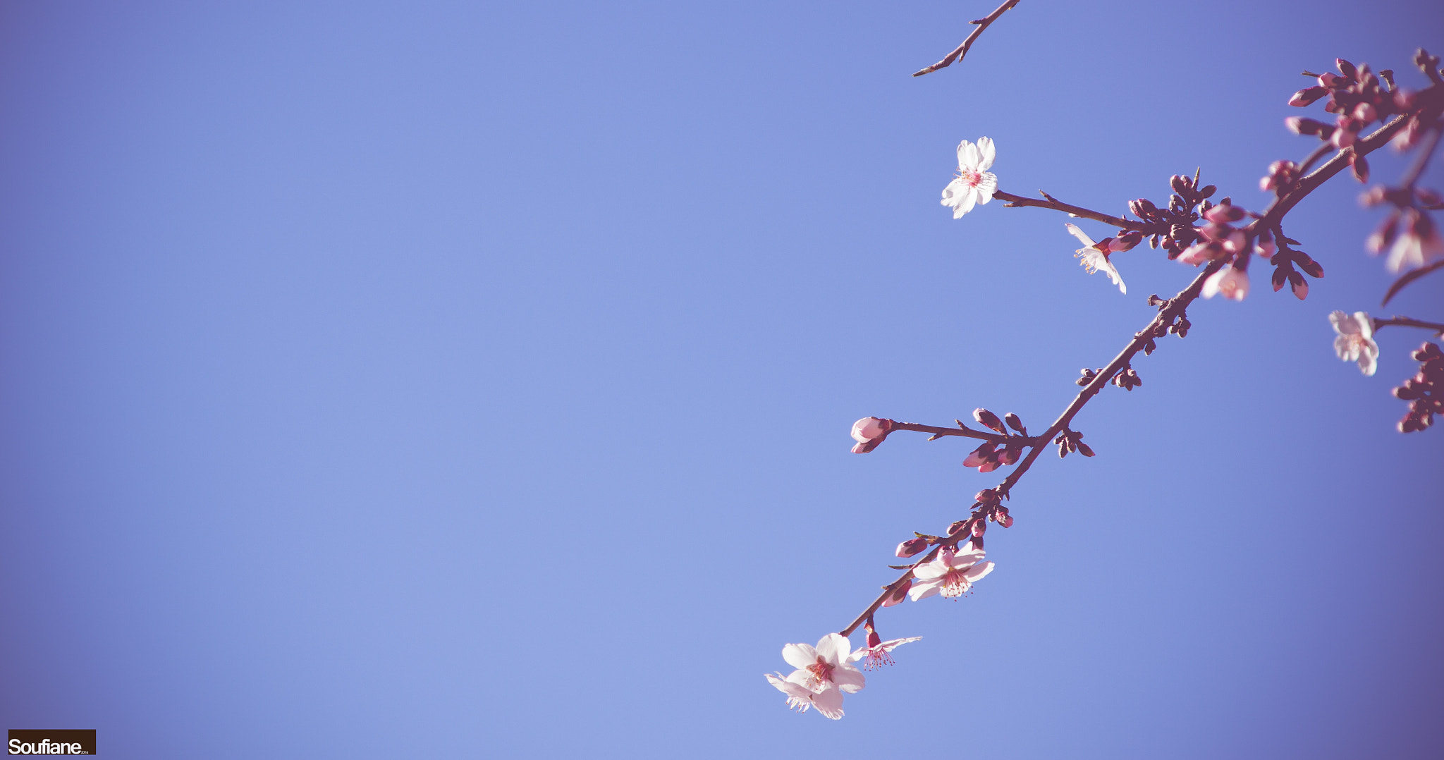 Canon EF 28-105mm f/3.5-4.5 USM sample photo. Early morning blossoms photography