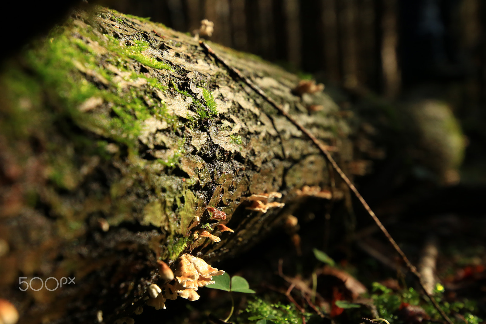 Canon EOS 750D (EOS Rebel T6i / EOS Kiss X8i) + Canon EF 300mm f/2.8L sample photo. In the wood9 photography