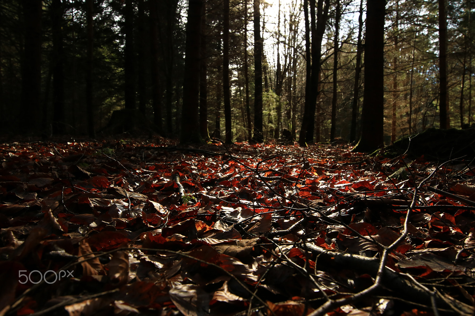 Canon EOS 750D (EOS Rebel T6i / EOS Kiss X8i) + Canon EF 300mm f/2.8L sample photo. In the wood10 photography