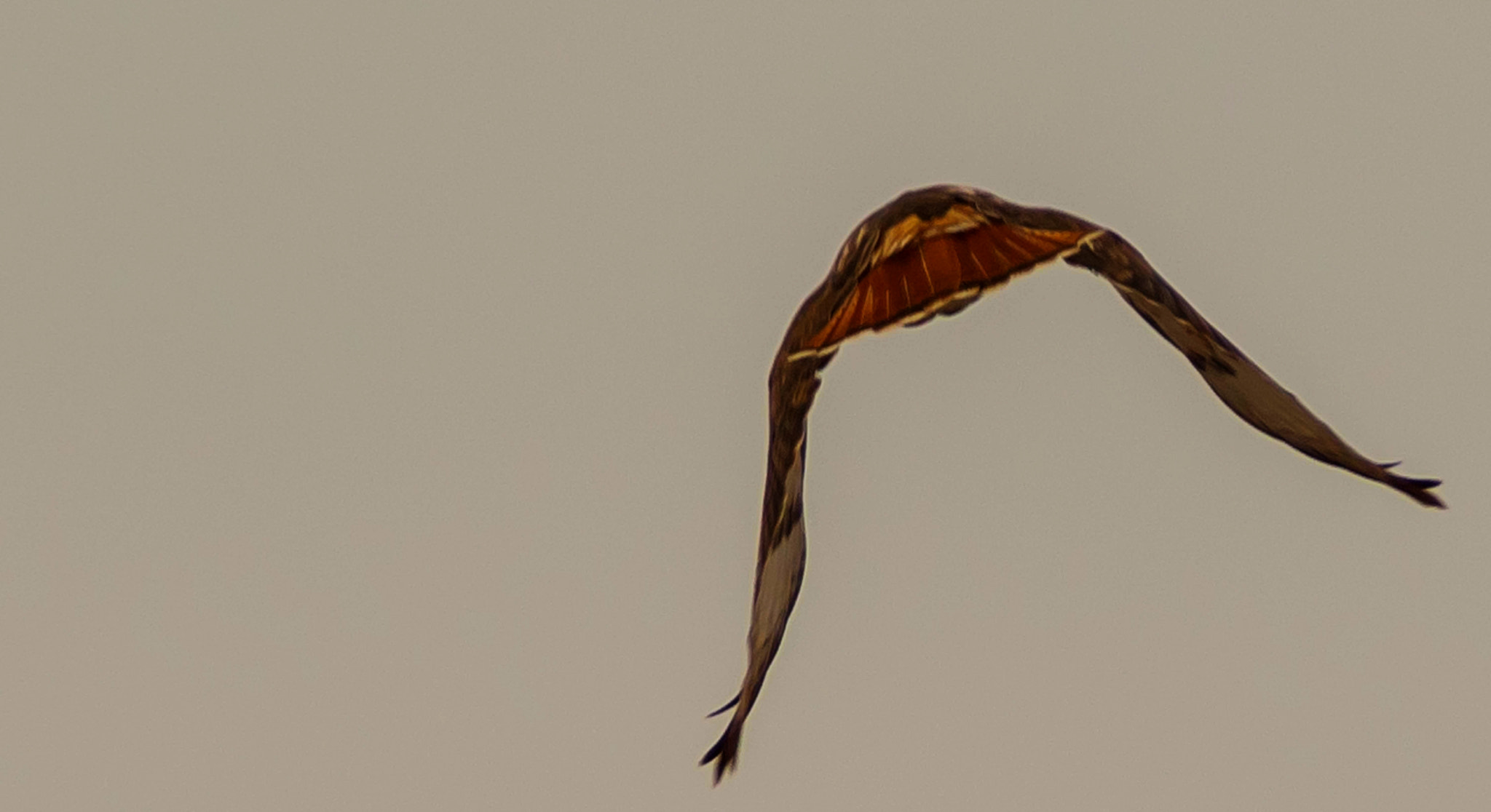 Canon EF 70-200mm F4L USM sample photo. The fly away photography