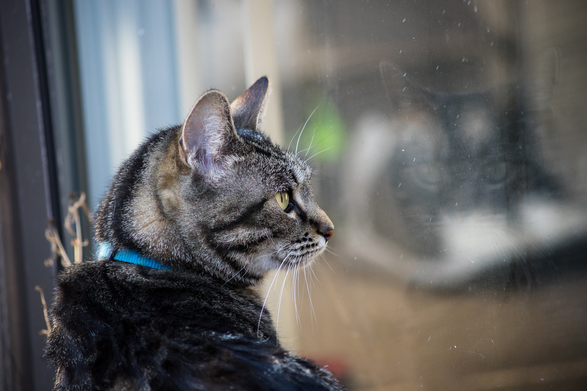 Minolta AF 70-210mm F4 Macro sample photo. Cat behind a window photography