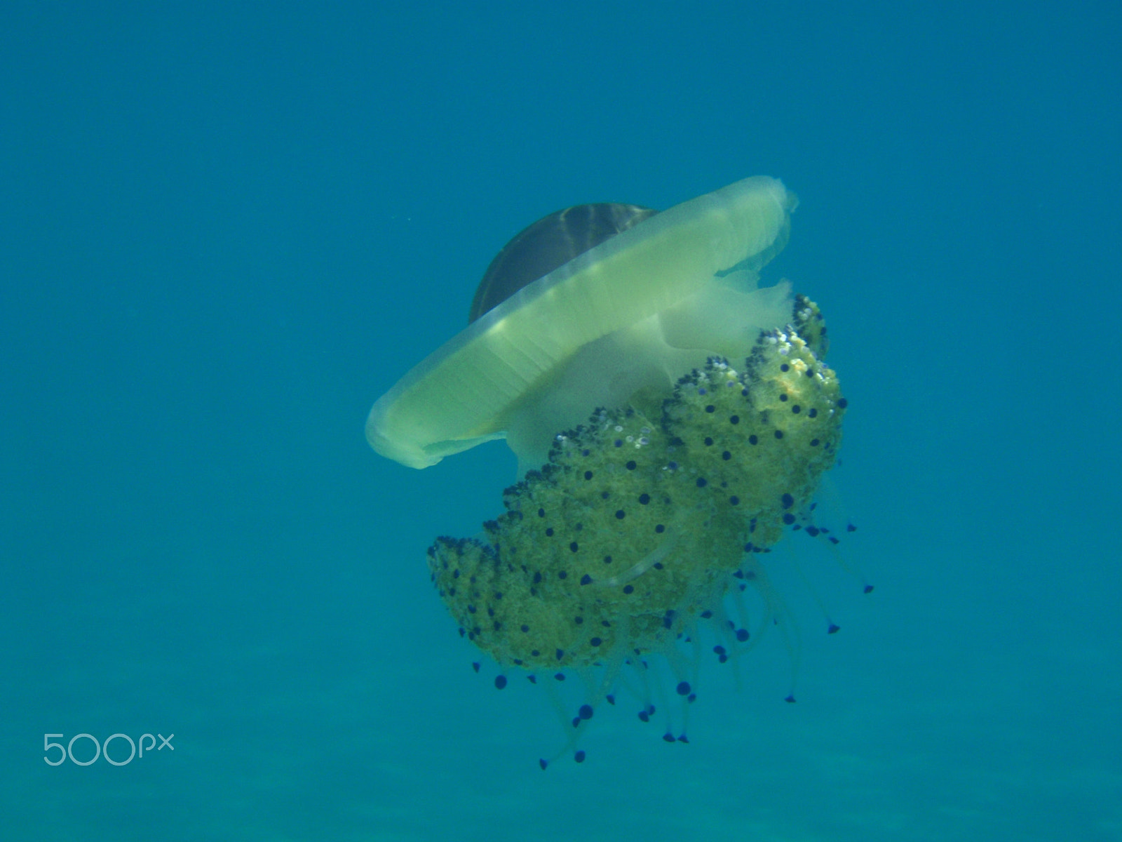 Olympus u790SW,S790SW sample photo. Jellyfish photography