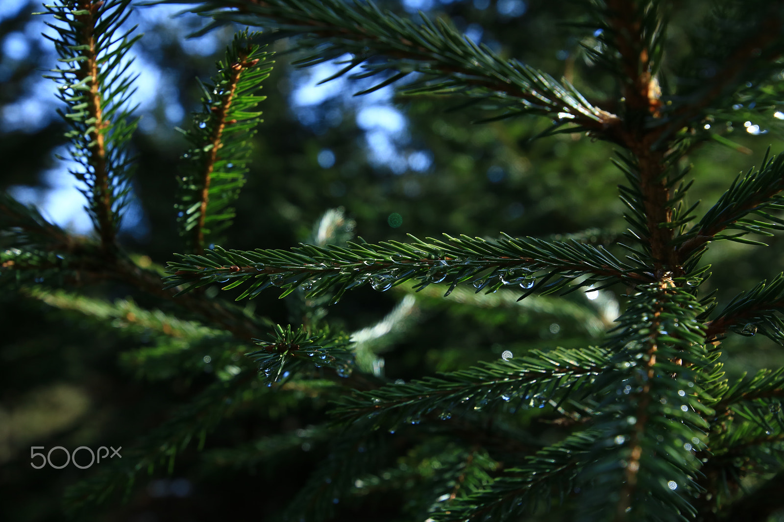 Canon EOS 750D (EOS Rebel T6i / EOS Kiss X8i) + Canon EF 300mm f/2.8L sample photo. Im wald5 photography