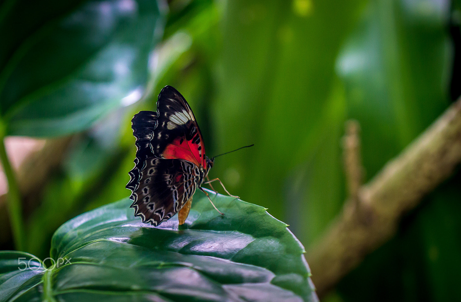 Canon EOS 60D + Canon EF 100mm F2.8 Macro USM sample photo. On the edge photography