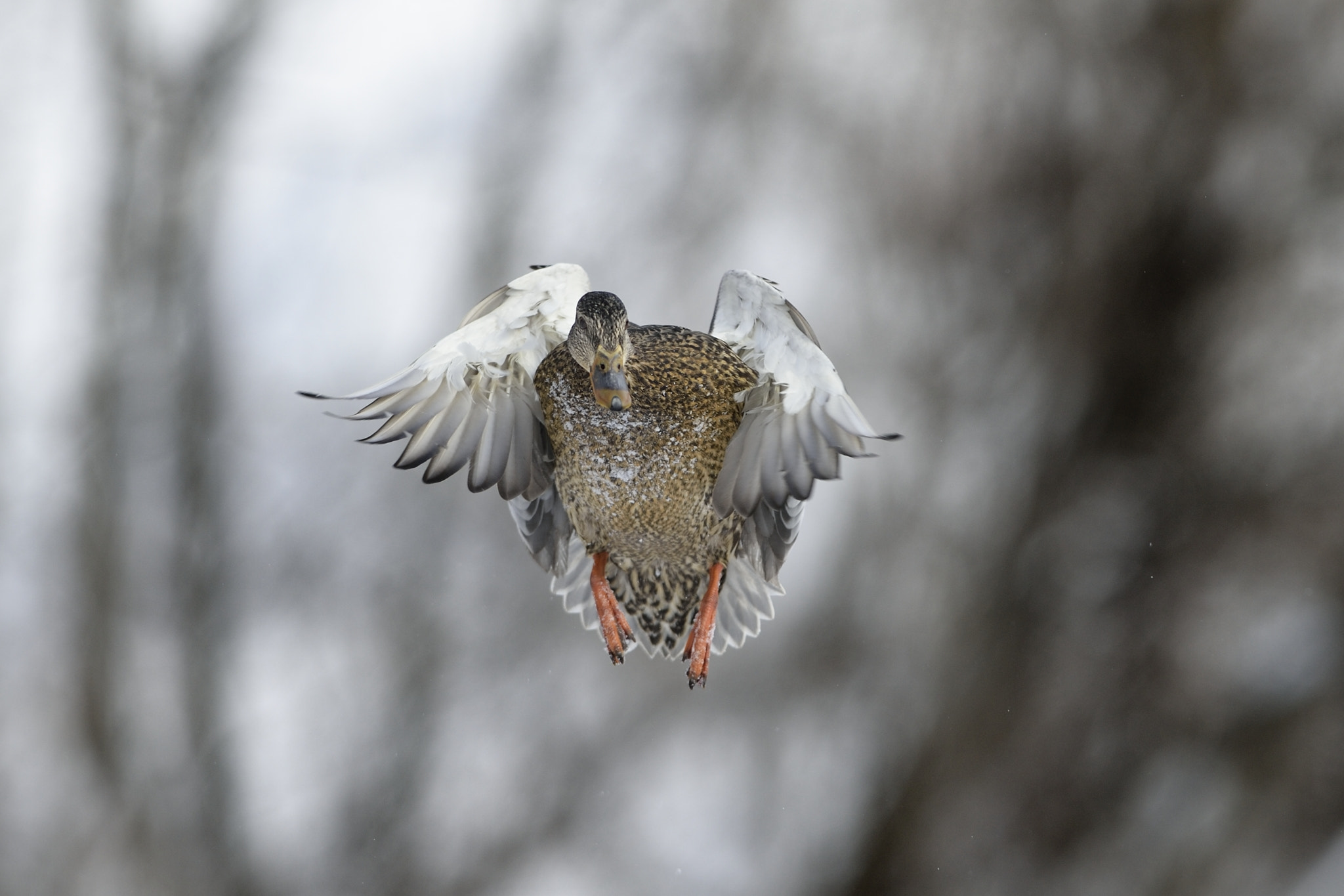 Nikon AF-S Nikkor 300mm F2.8G ED-IF VR sample photo. Female duck photography