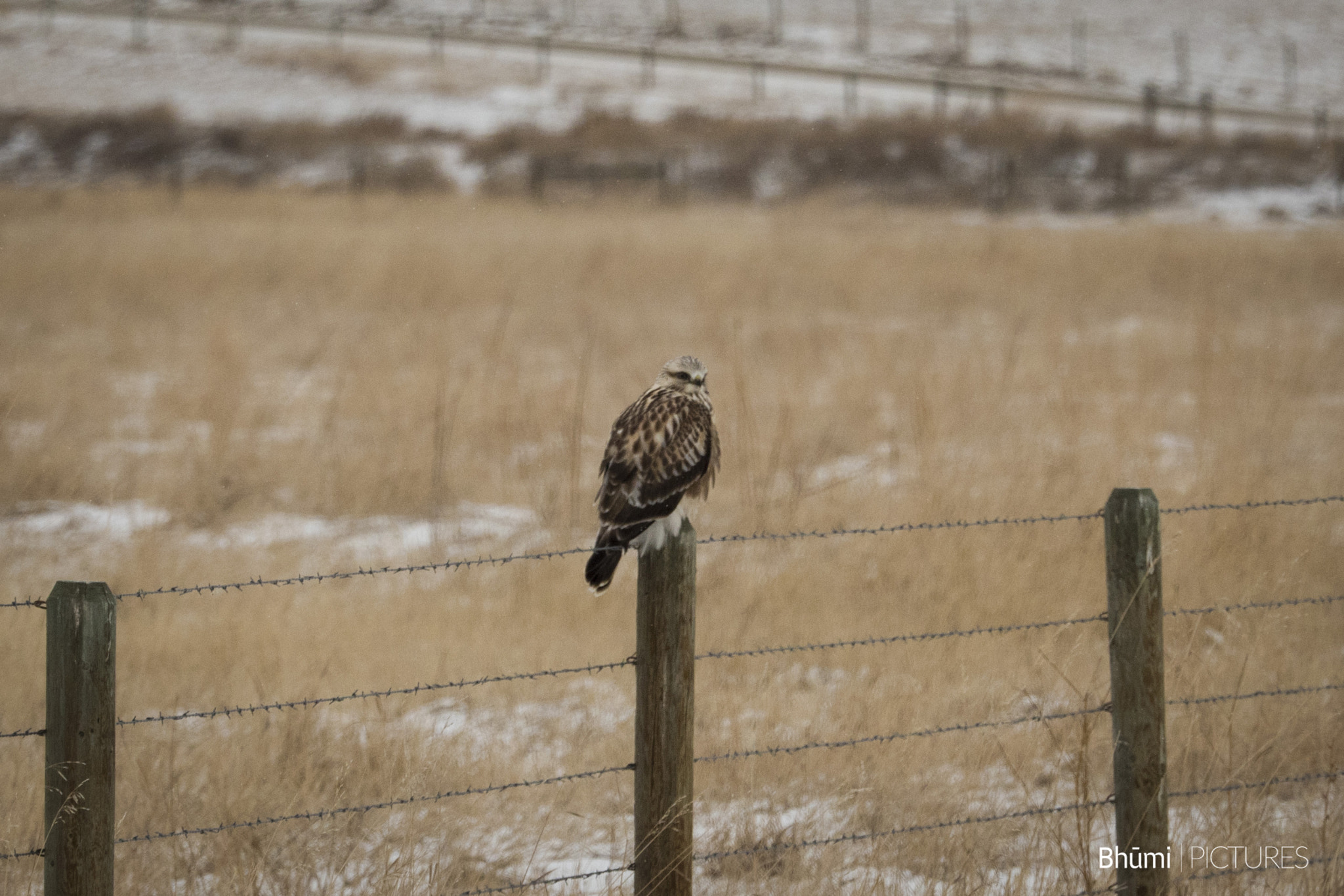 Panasonic Lumix DMC-GH4 + Olympus M.Zuiko Digital ED 40-150mm F2.8 Pro sample photo. Hawk photography