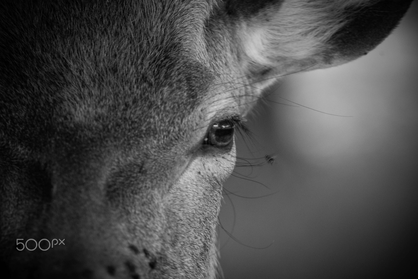 Pentax K10D sample photo. Stare photography