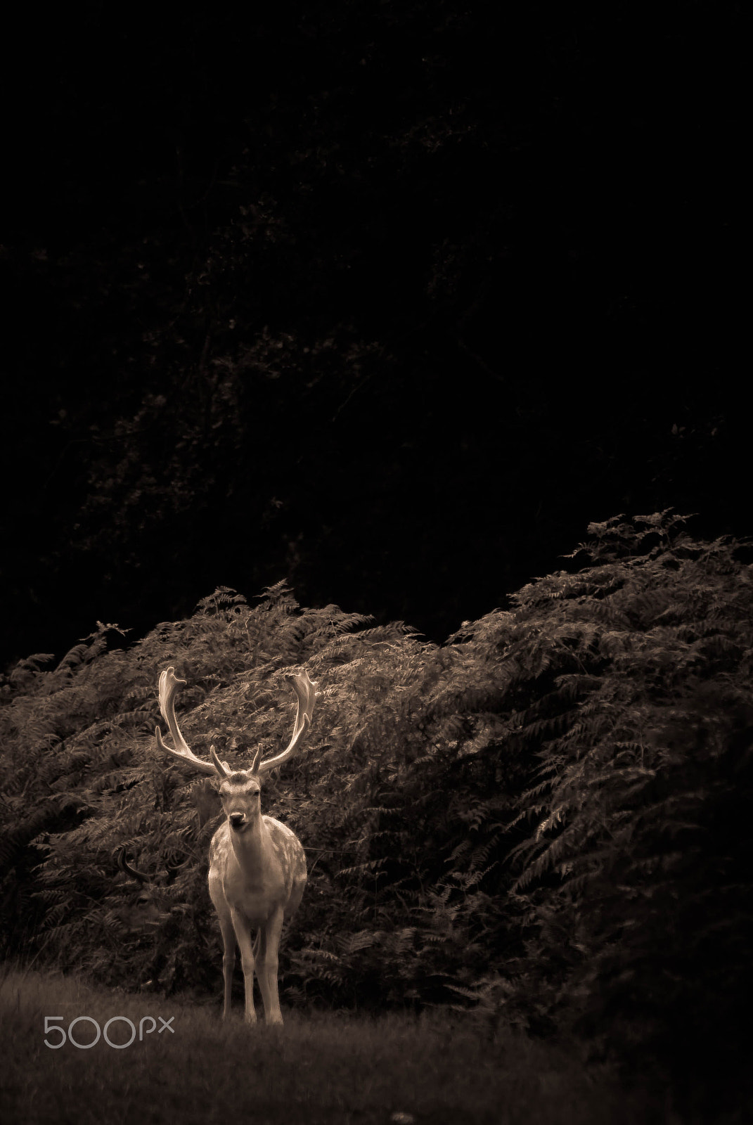 Pentax K10D sample photo. Standoff photography