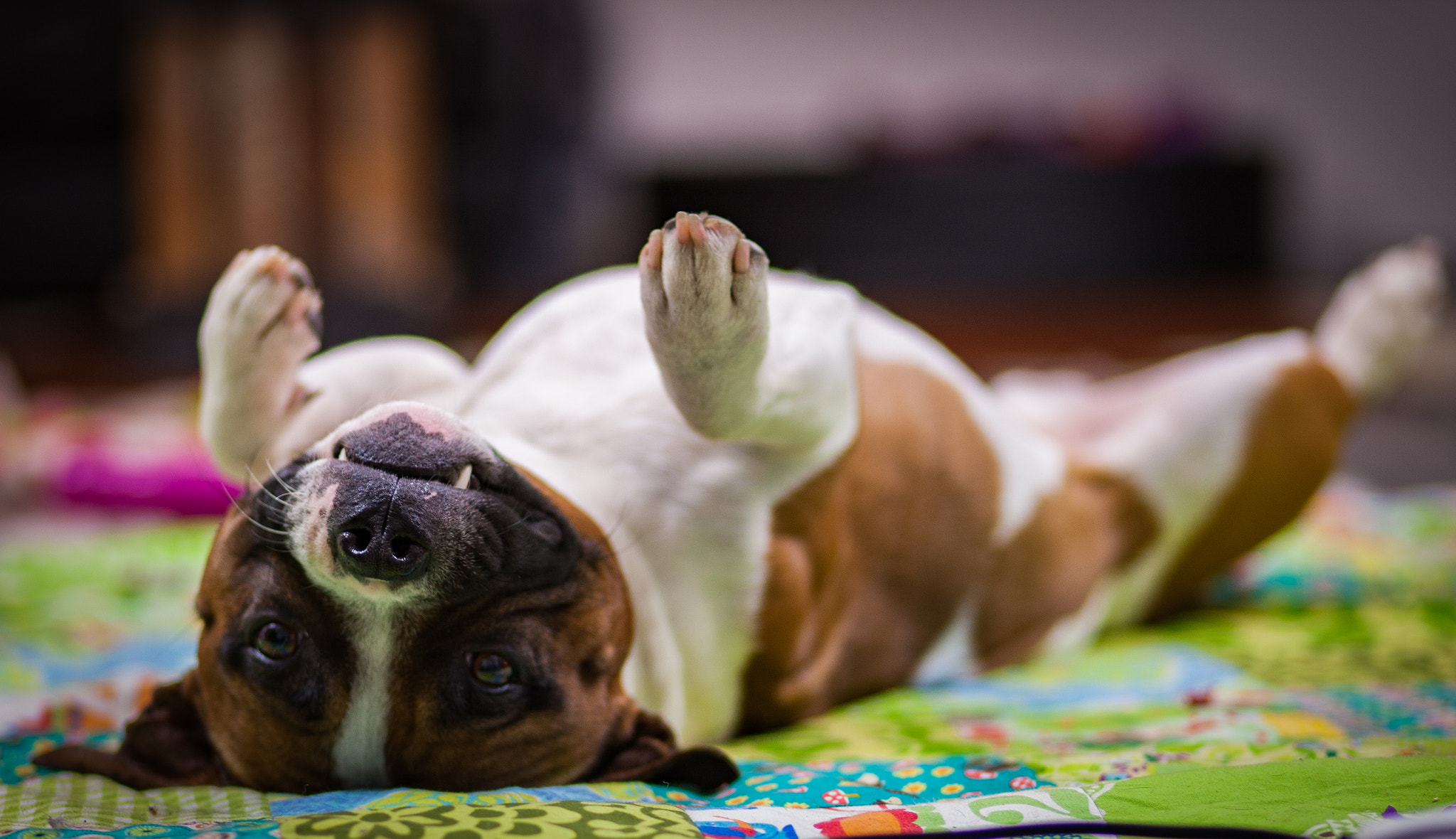 Canon EOS-1Ds Mark III sample photo. Cuteness factor photography