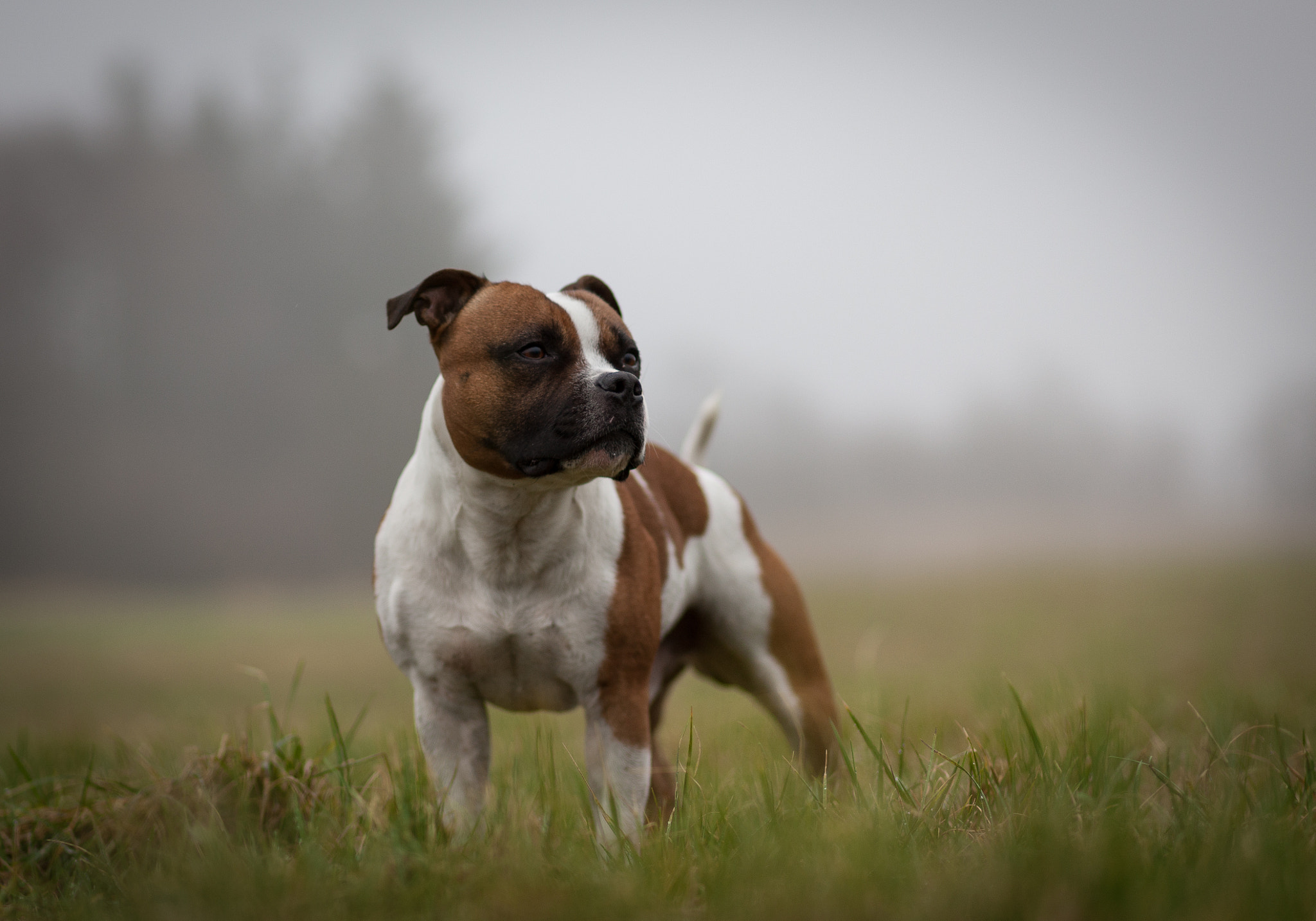 Canon EOS-1Ds Mark III sample photo. The king in the early fog photography