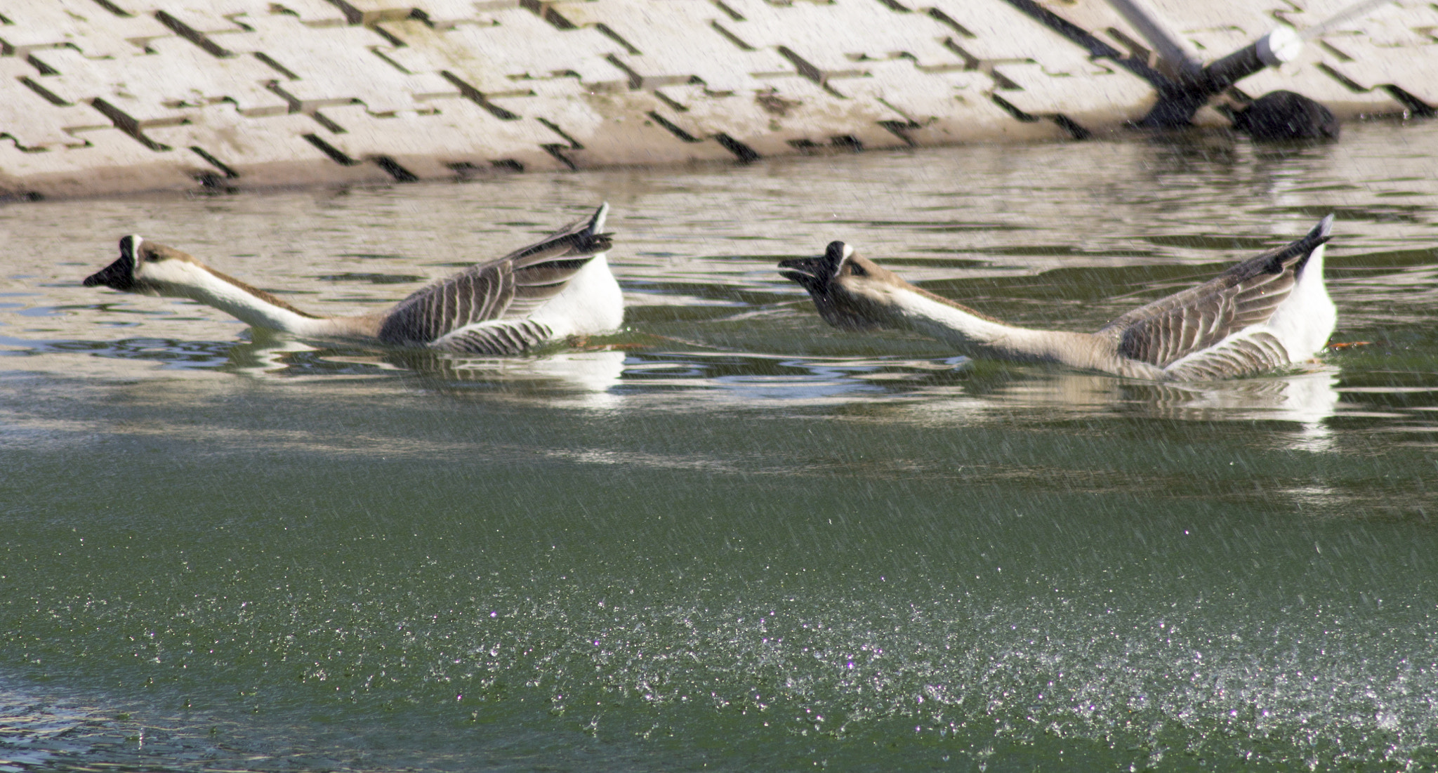Canon EOS 1200D (EOS Rebel T5 / EOS Kiss X70 / EOS Hi) sample photo. Im talking to you photography