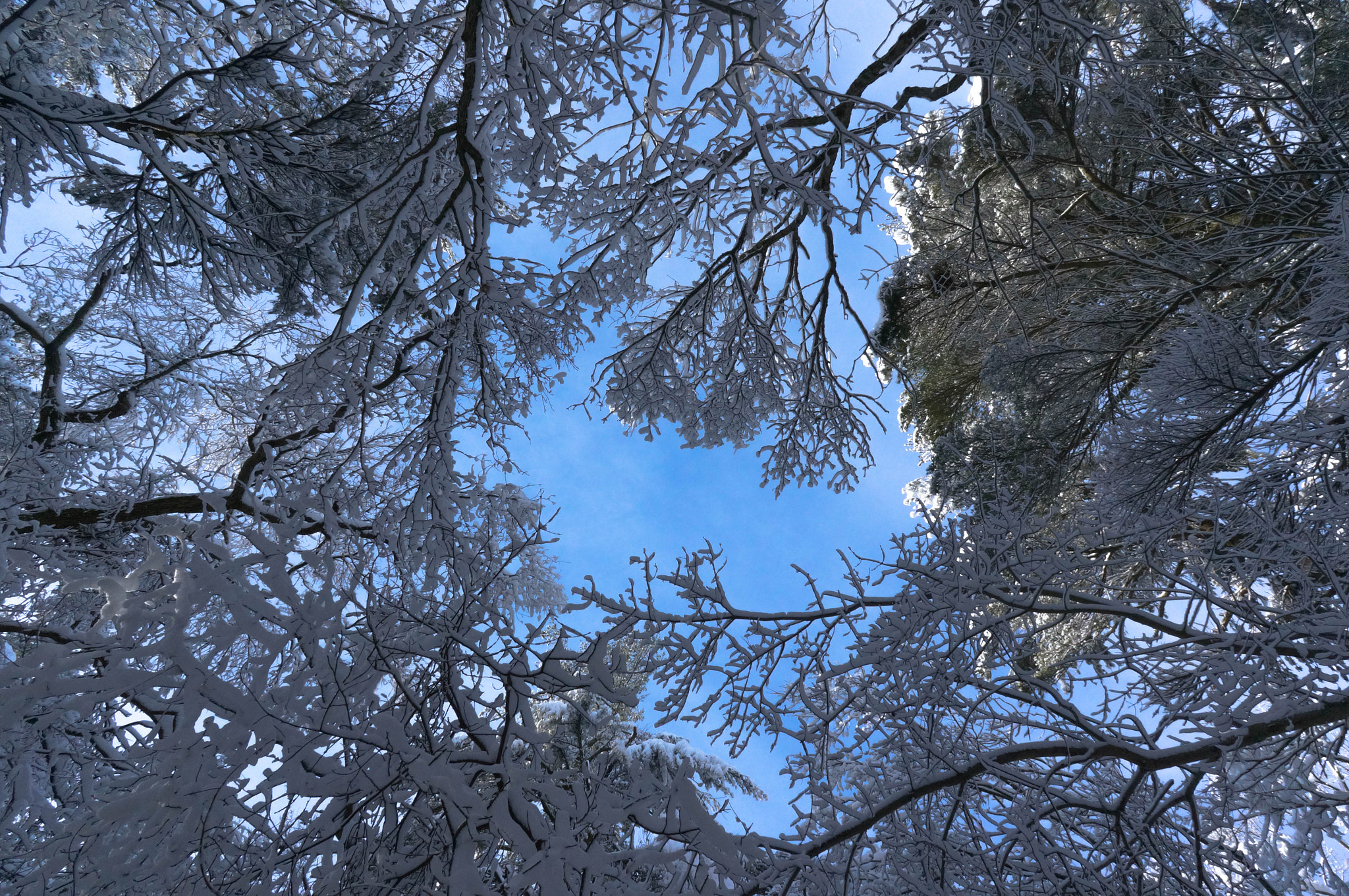 Sony Alpha NEX-6 + Sony E 16mm F2.8 sample photo. Snowy canopy photography