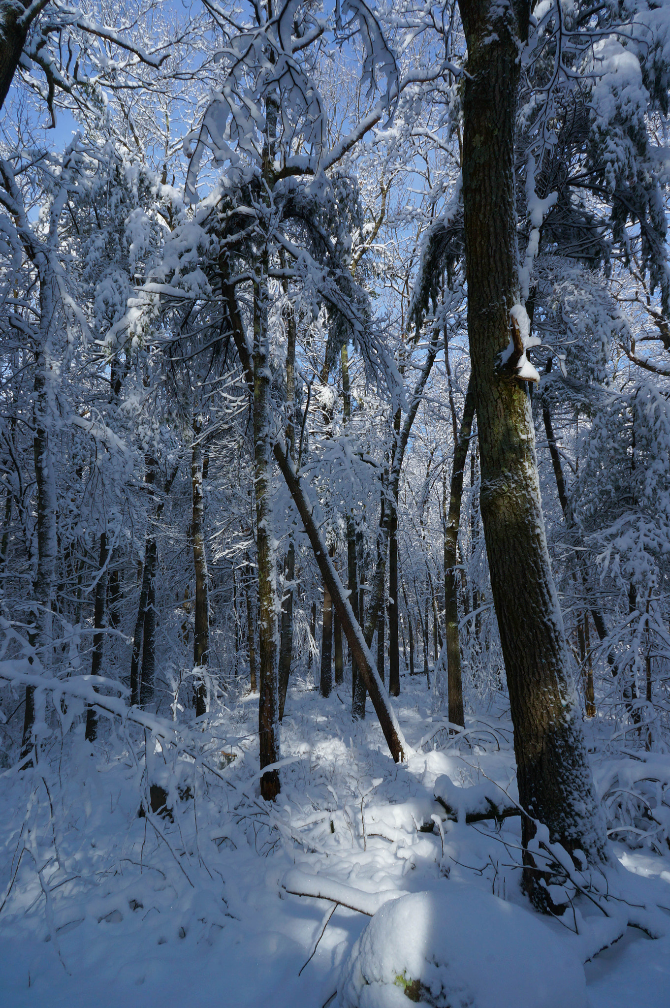 Sony Alpha NEX-6 + Sony E 16mm F2.8 sample photo. Snowy forest photography