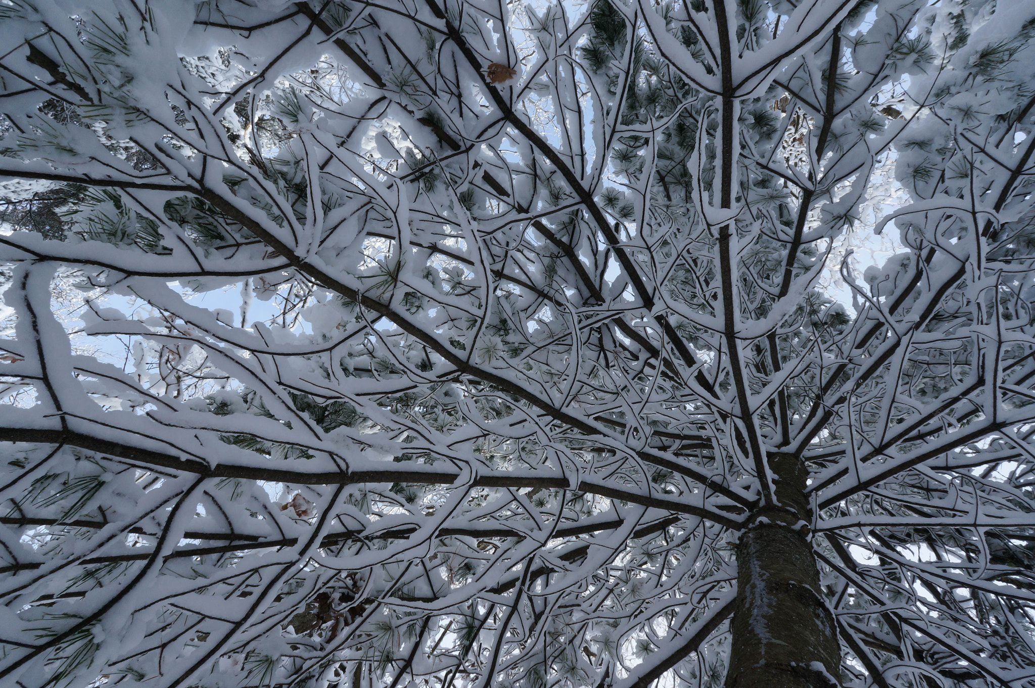 Sony Alpha NEX-6 + Sony E 16mm F2.8 sample photo. Web of branches photography