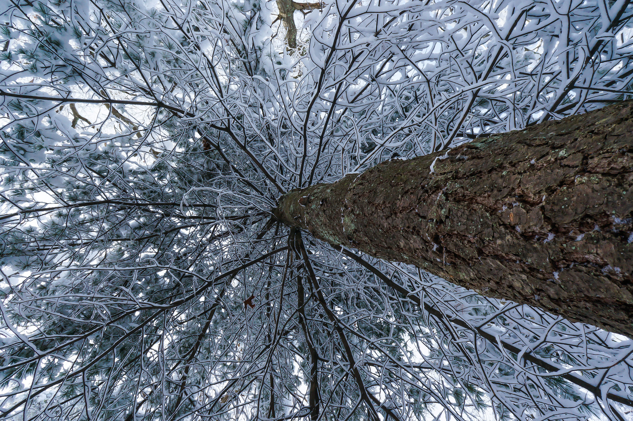 Sony Alpha NEX-6 + Sony E 16mm F2.8 sample photo. Branches and trunk photography