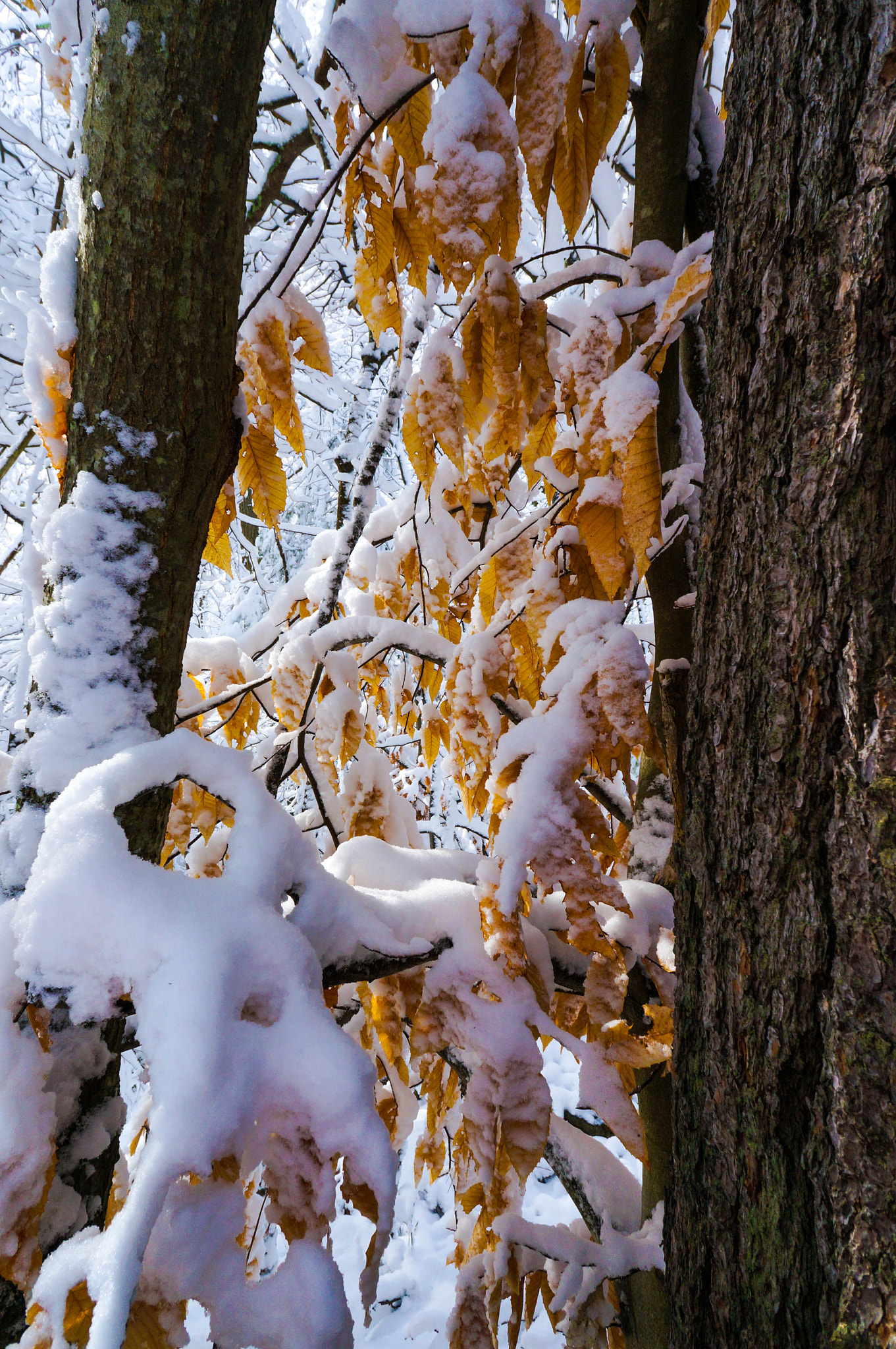 Sony Alpha NEX-6 + Sony E 16mm F2.8 sample photo. Fall in winter photography